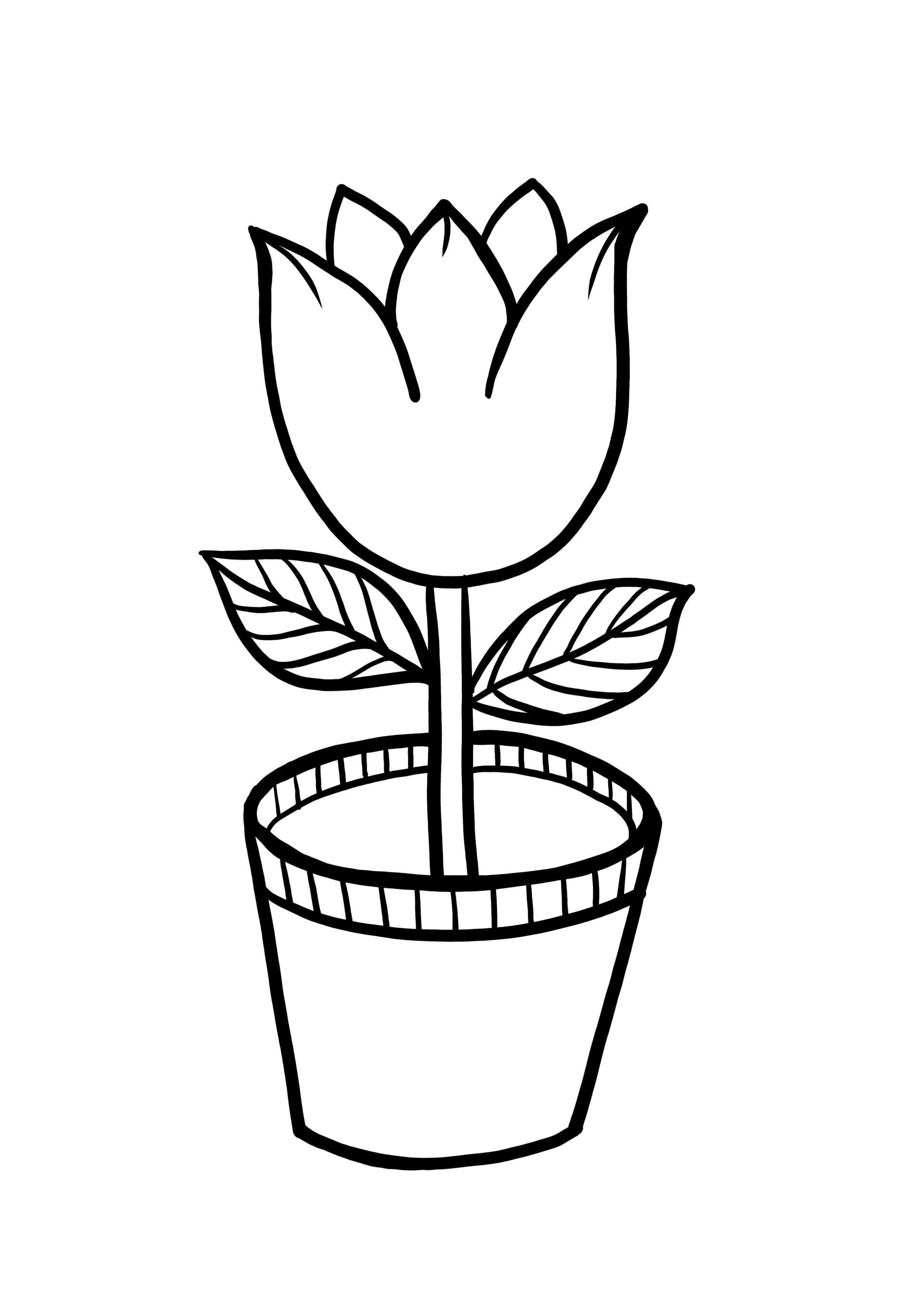 plant in a pot
