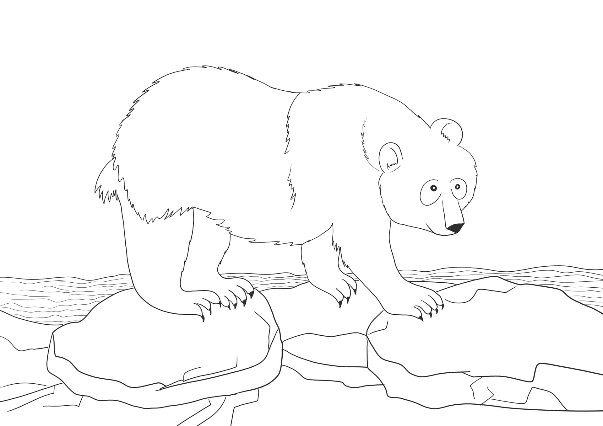 Polar bear