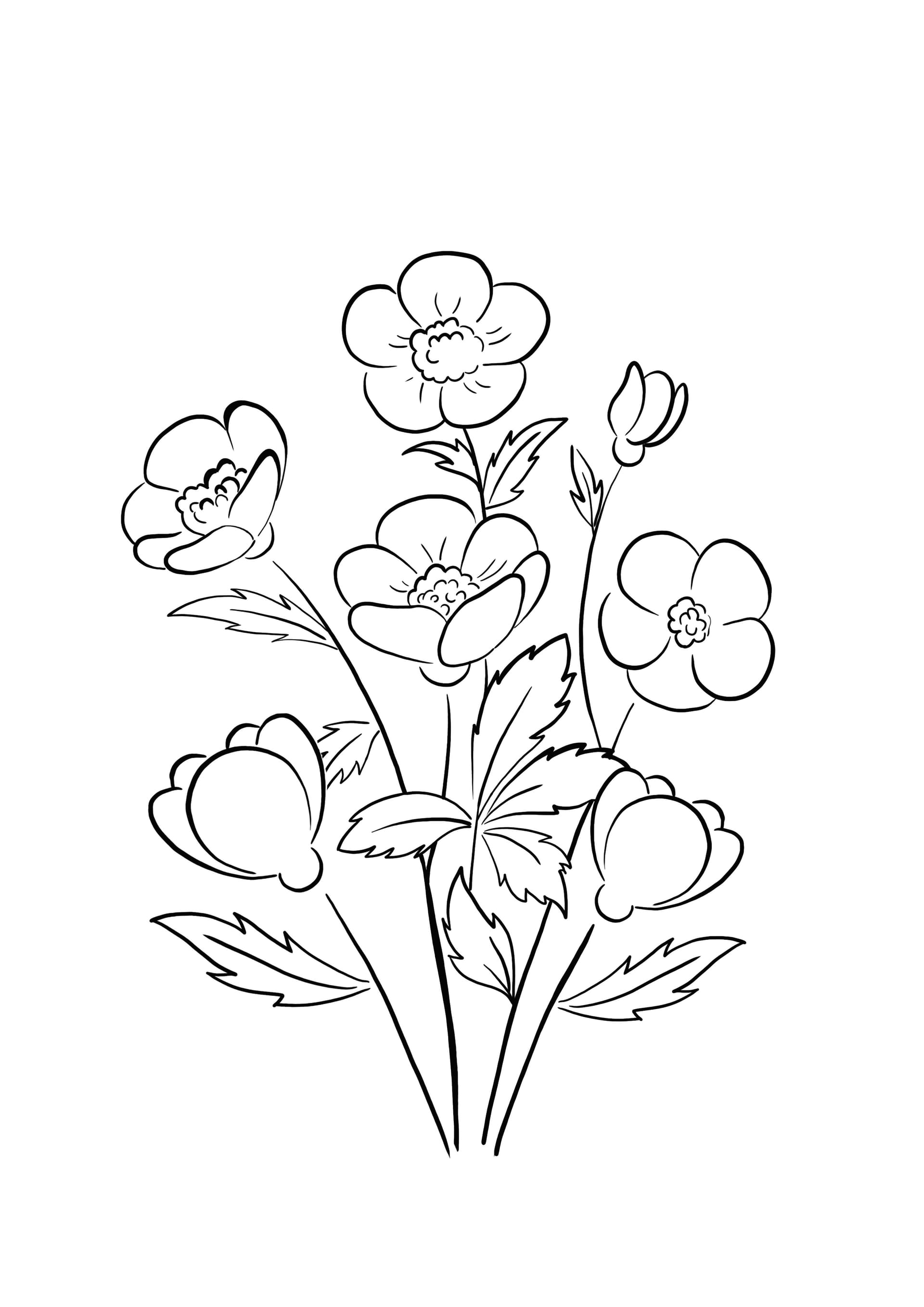 Poppies