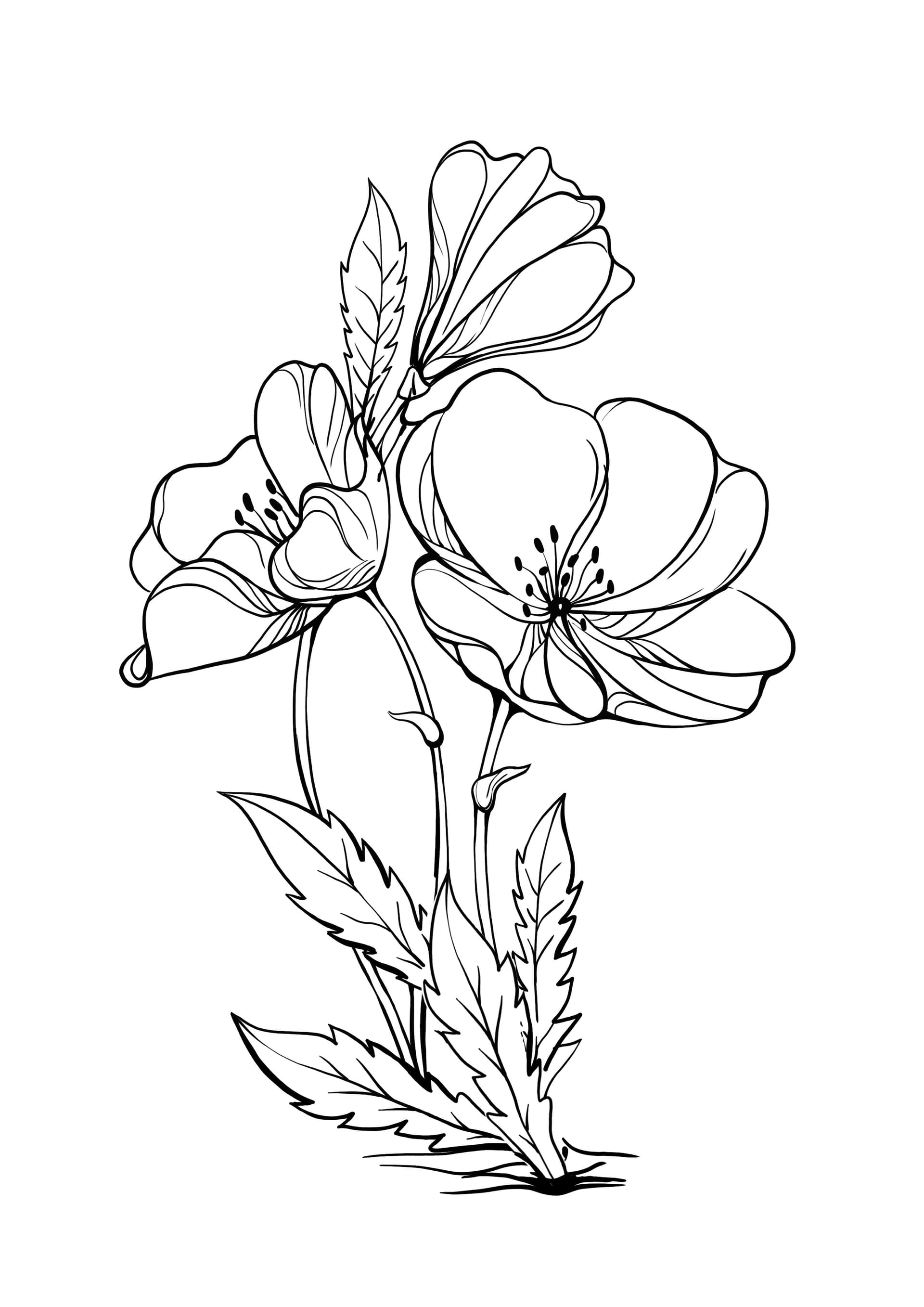 primrose