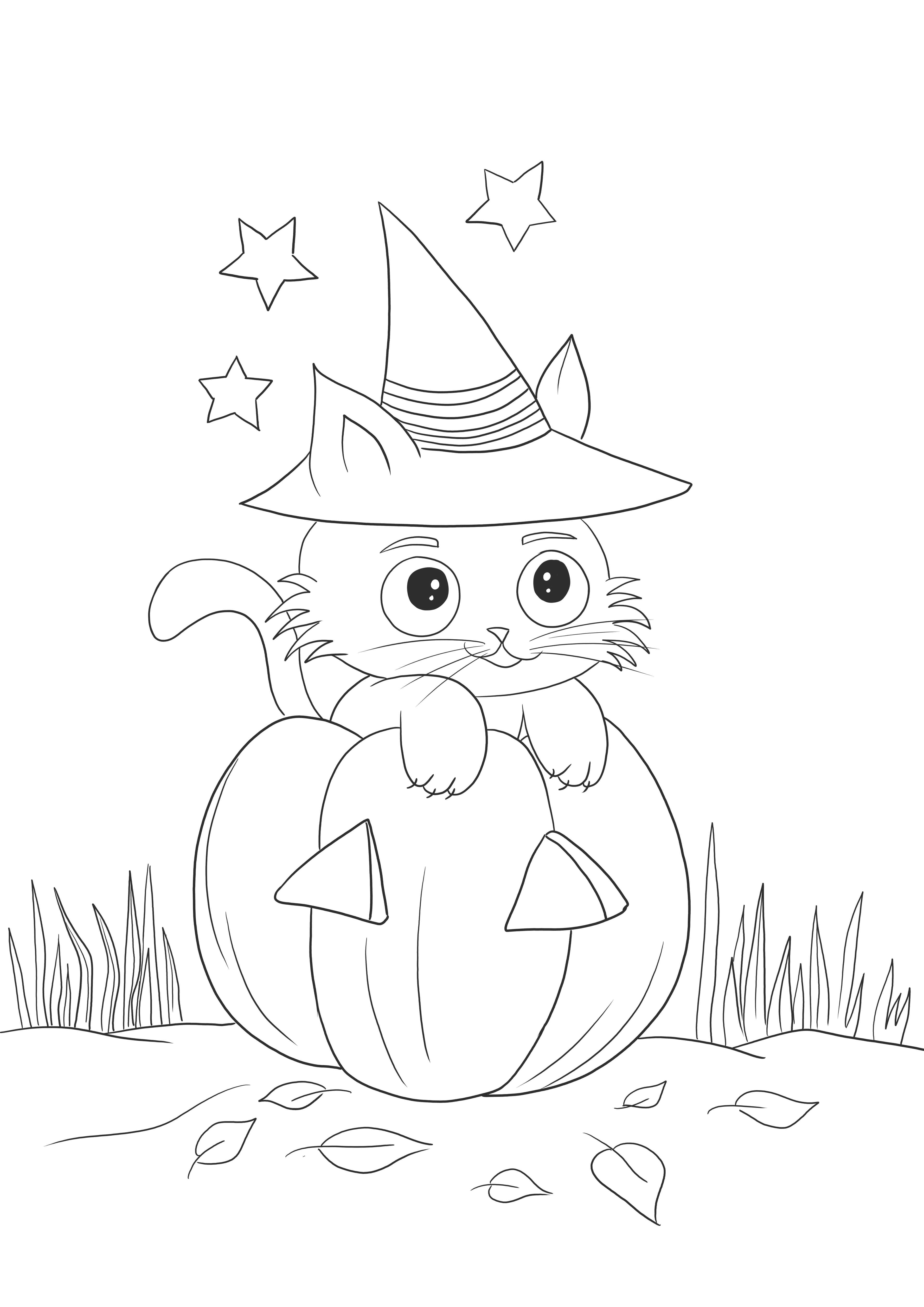 Pumpkin cat