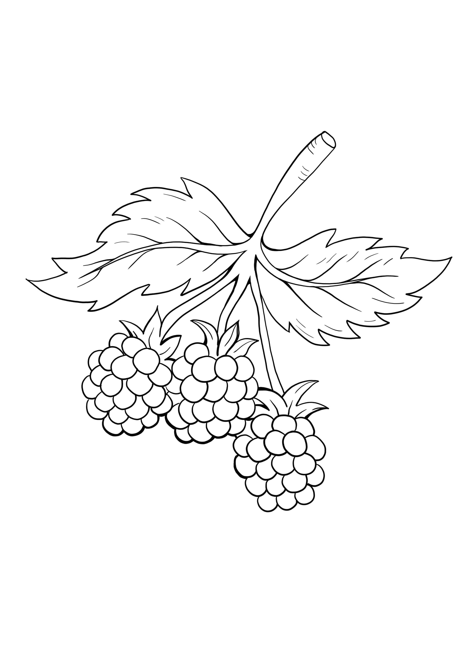 raspberries