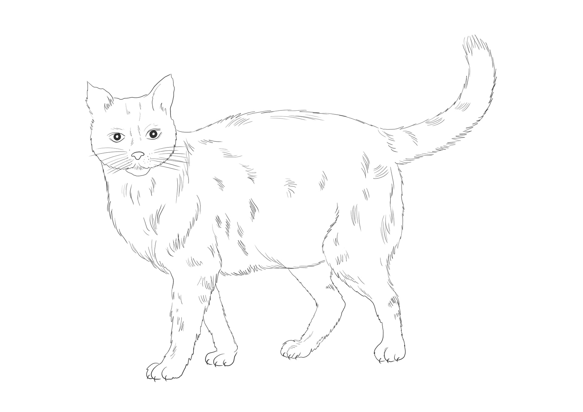 Realistic cat