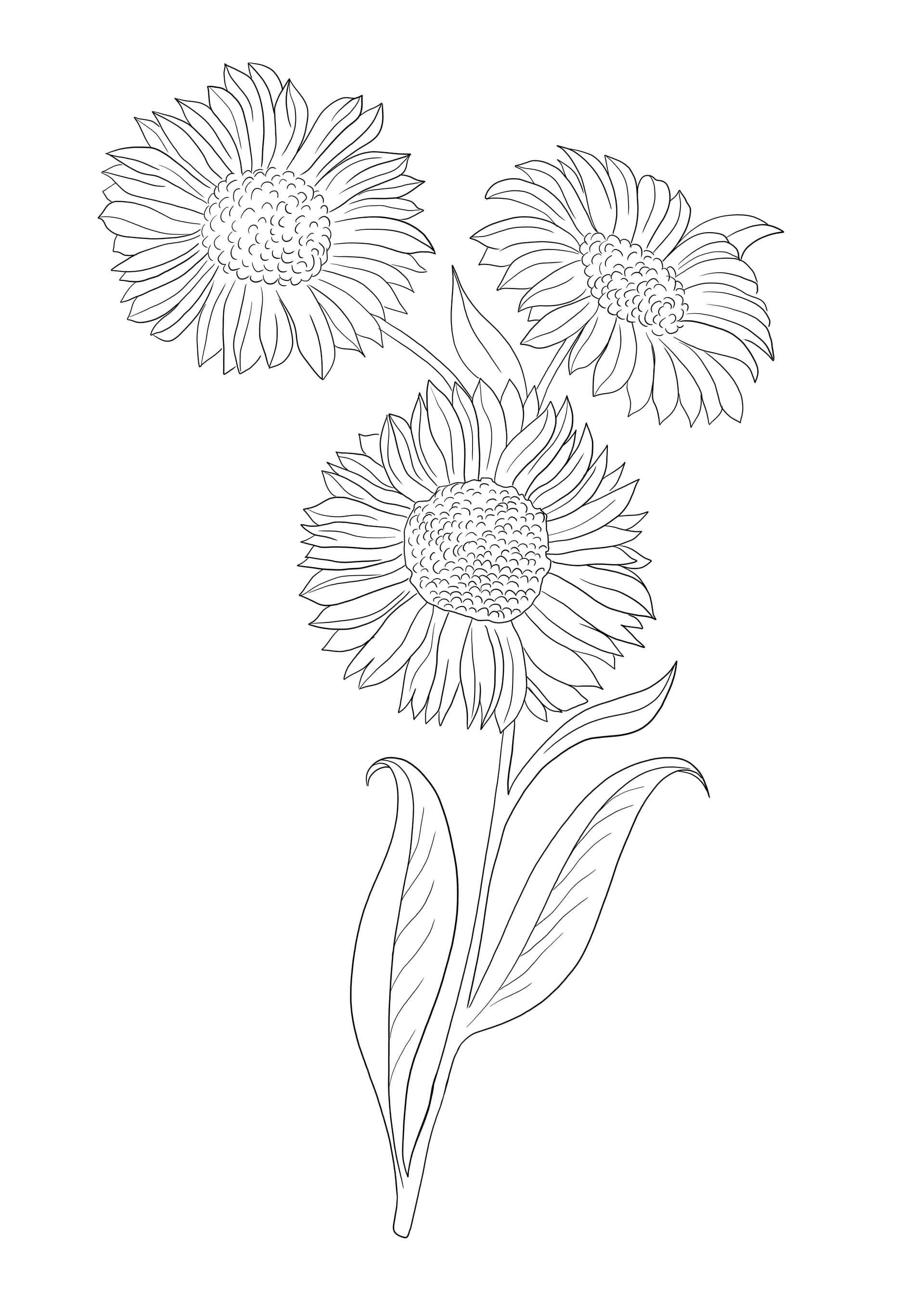 Realistic sunflowers