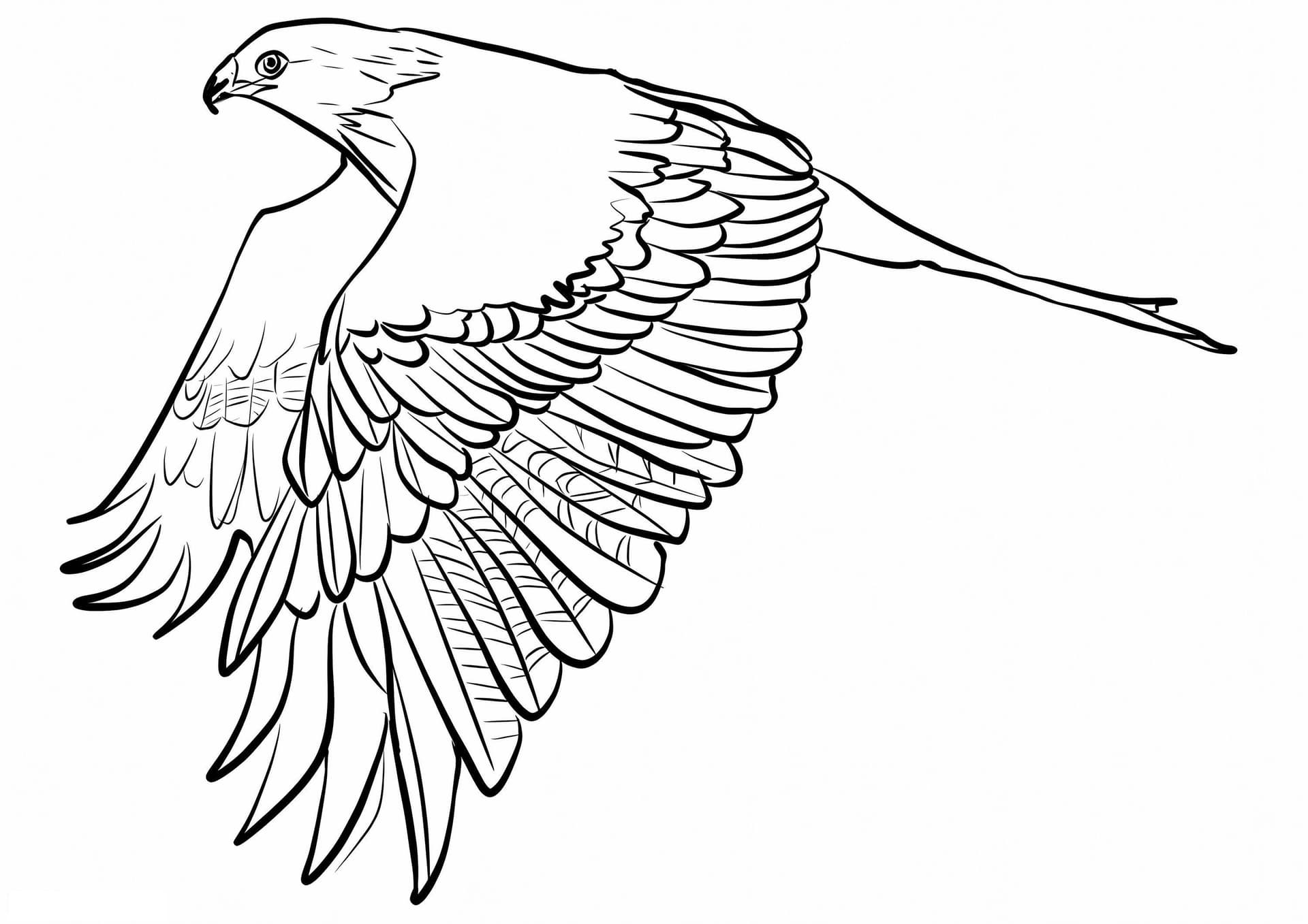 Red Kite 1024X724