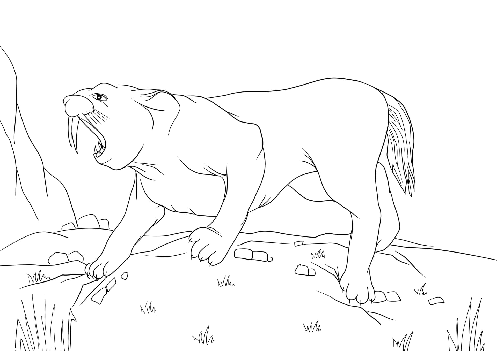 Sabre tooth tiger
