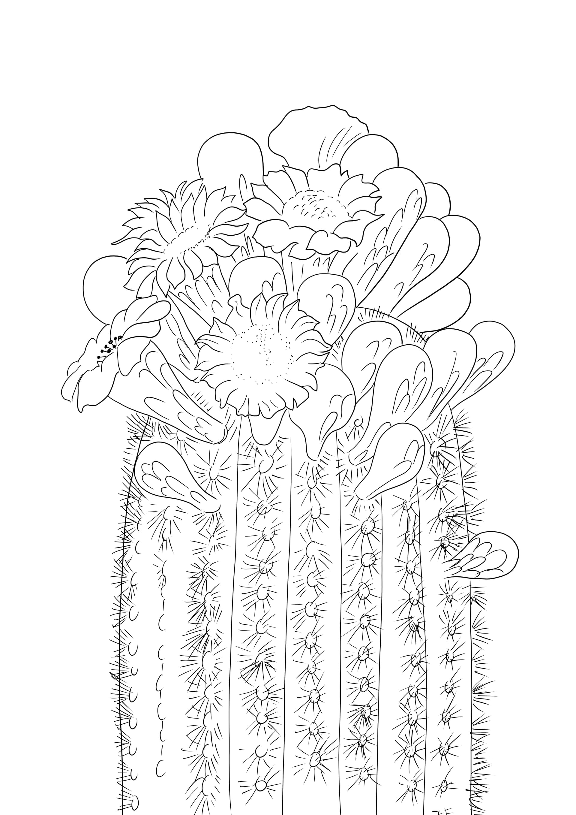 Saguaro Cactus Blossom