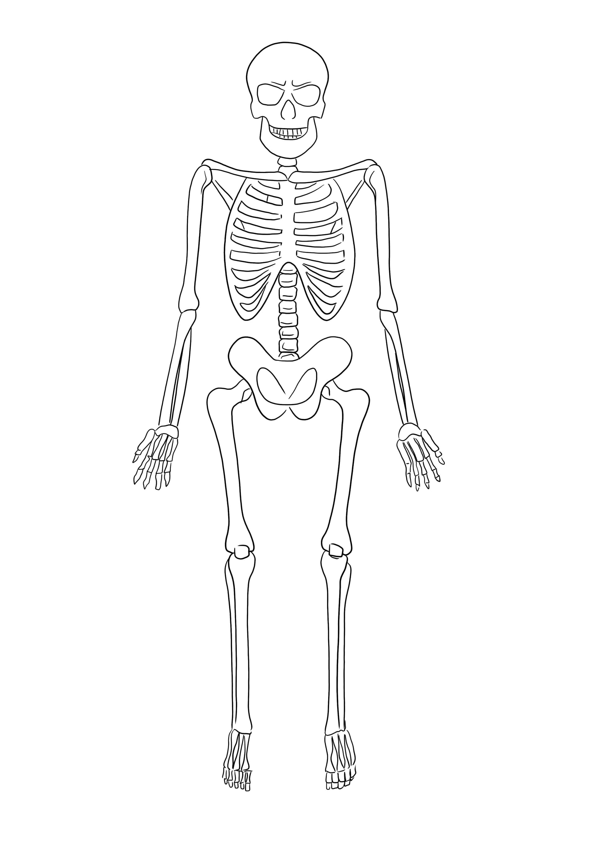 Skeleton