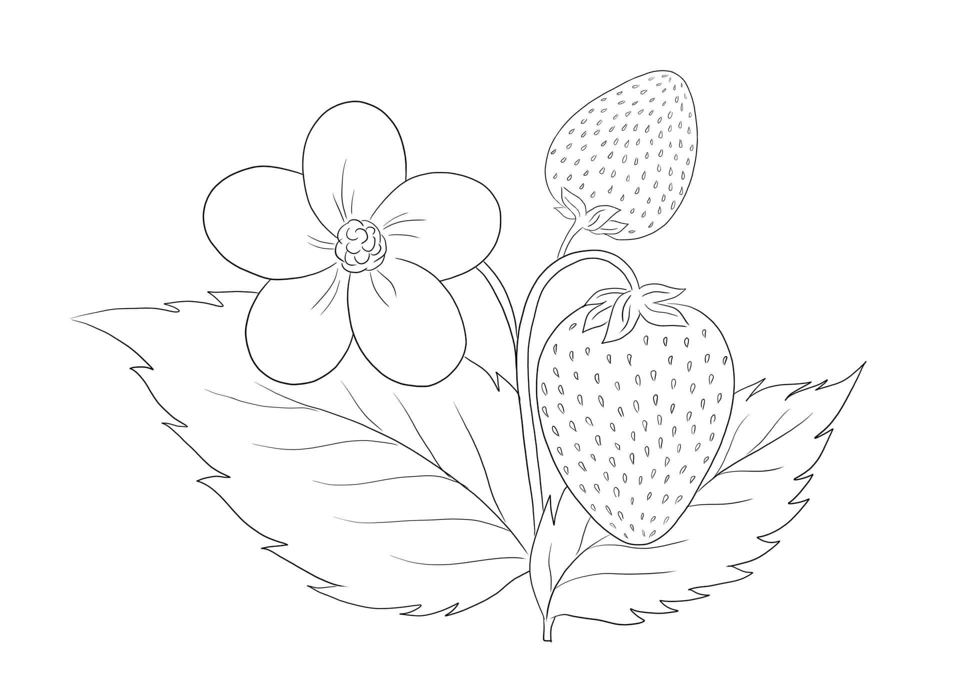 Strawberry Plant