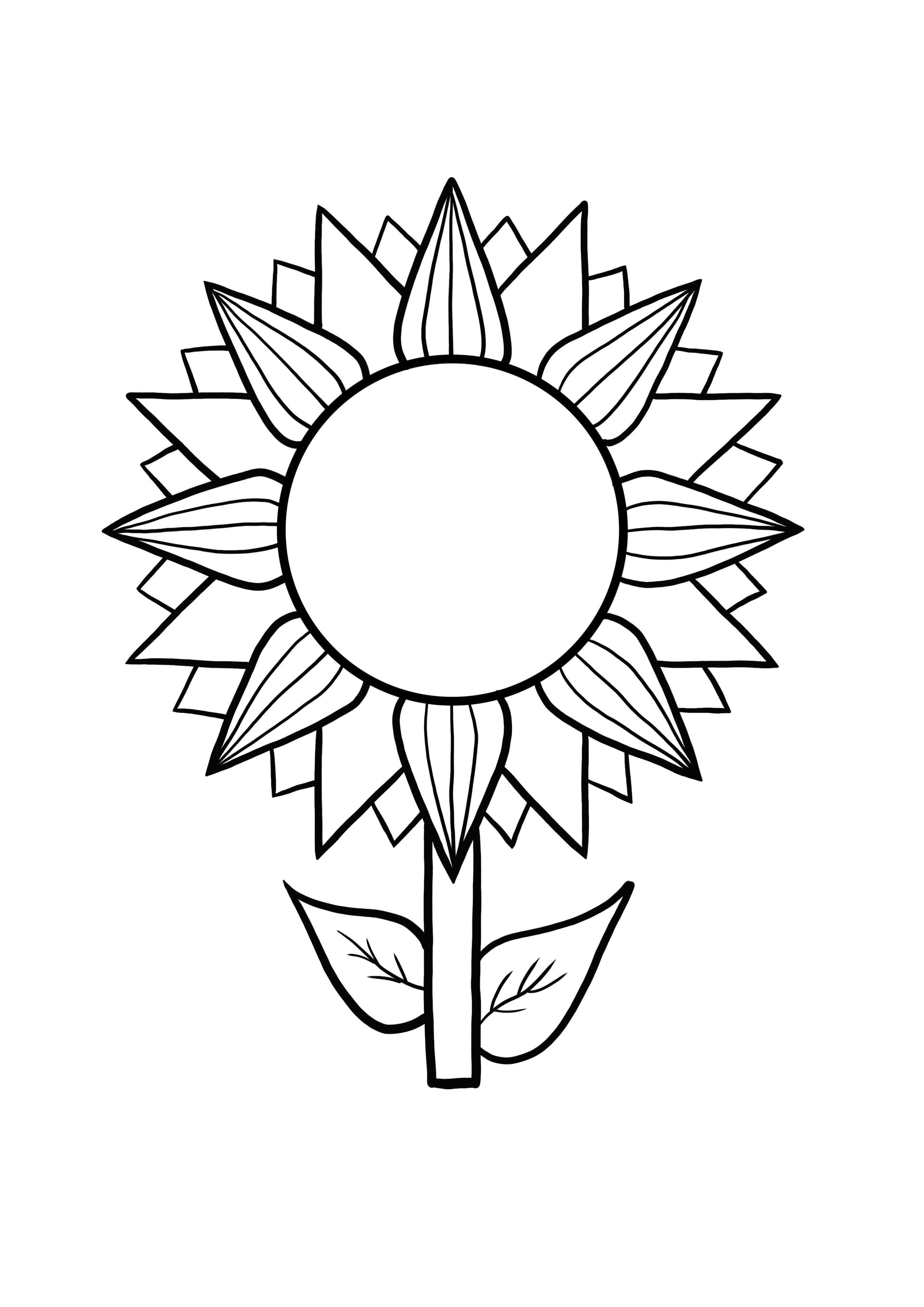 sunflower