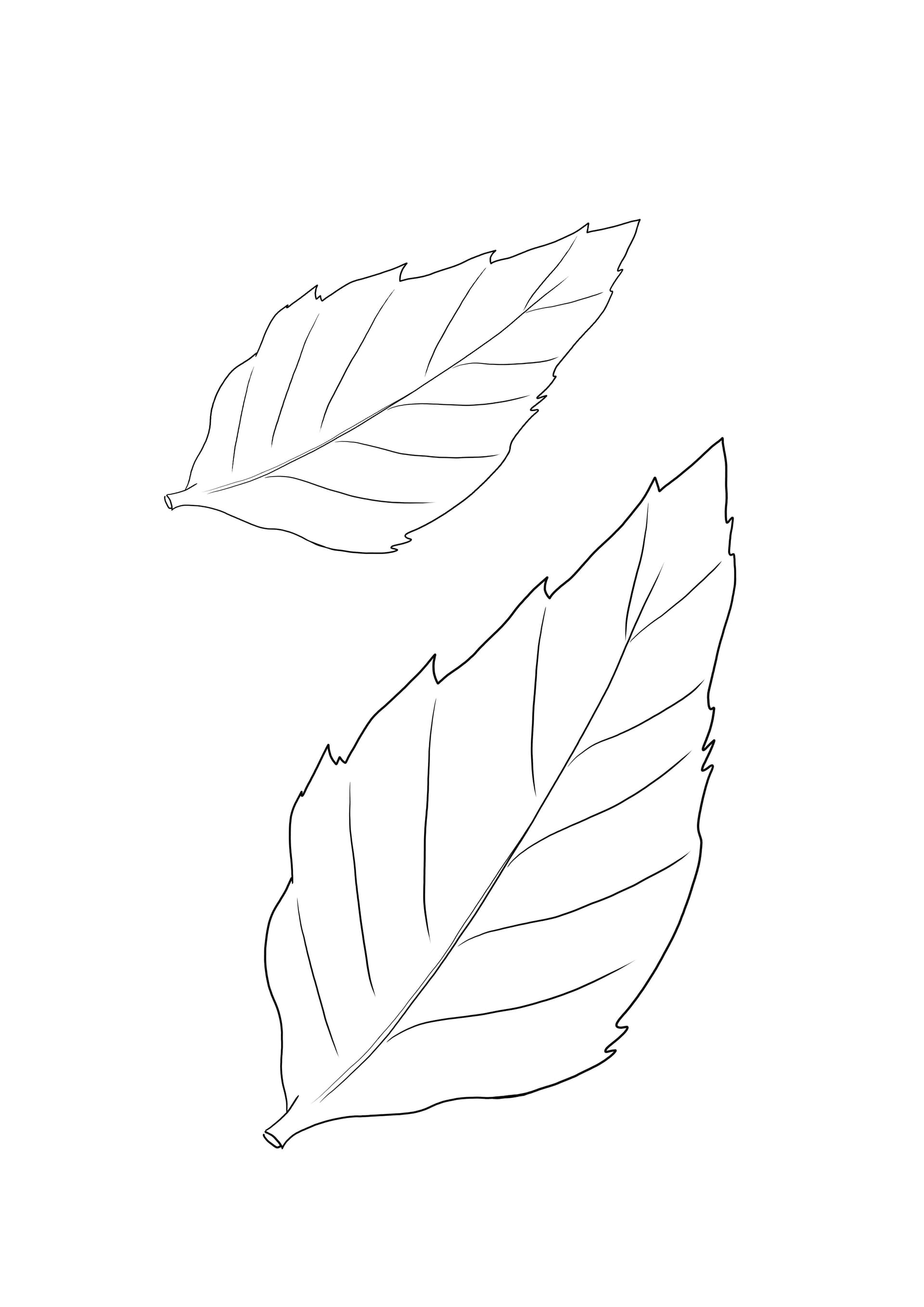 Sunflower leaf