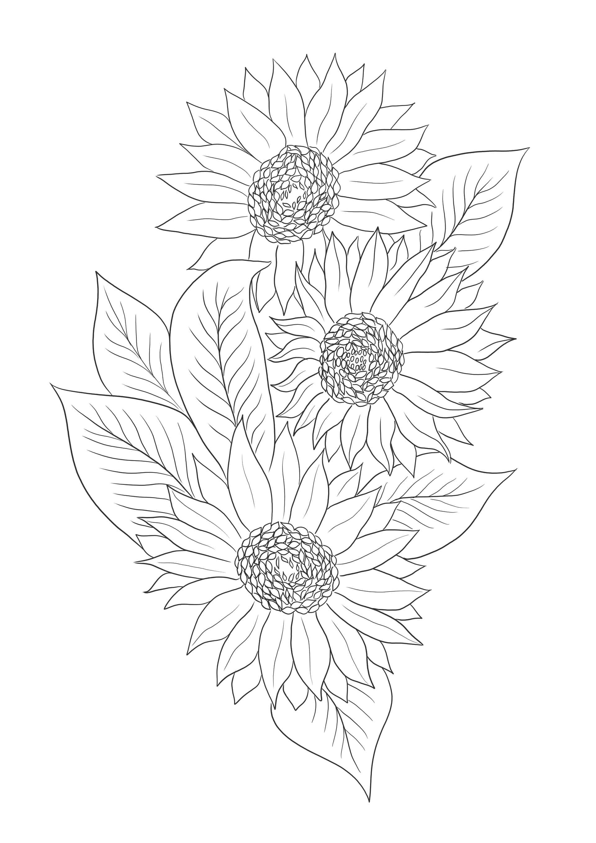 Sunflowers
