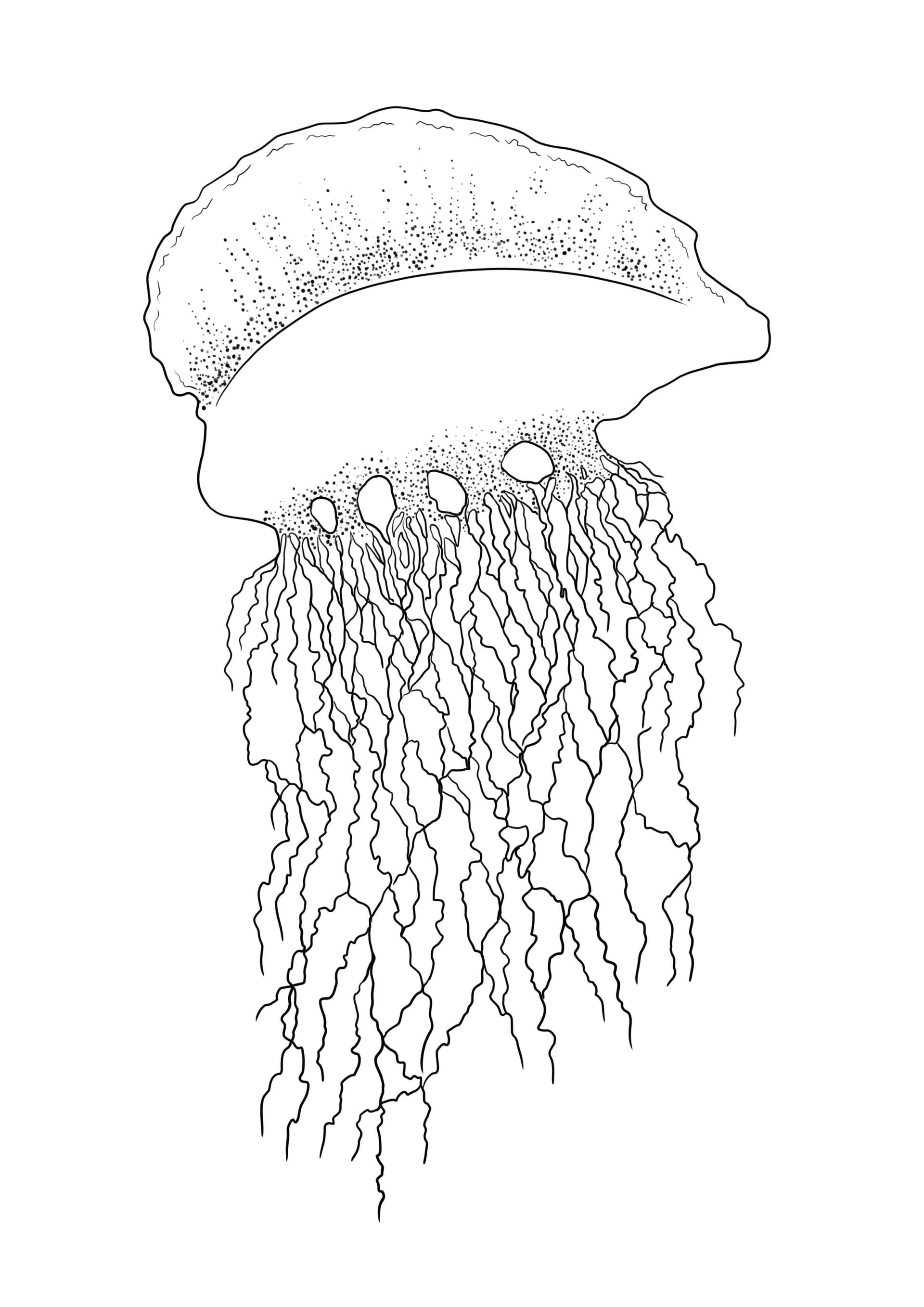 Super big jellyfish