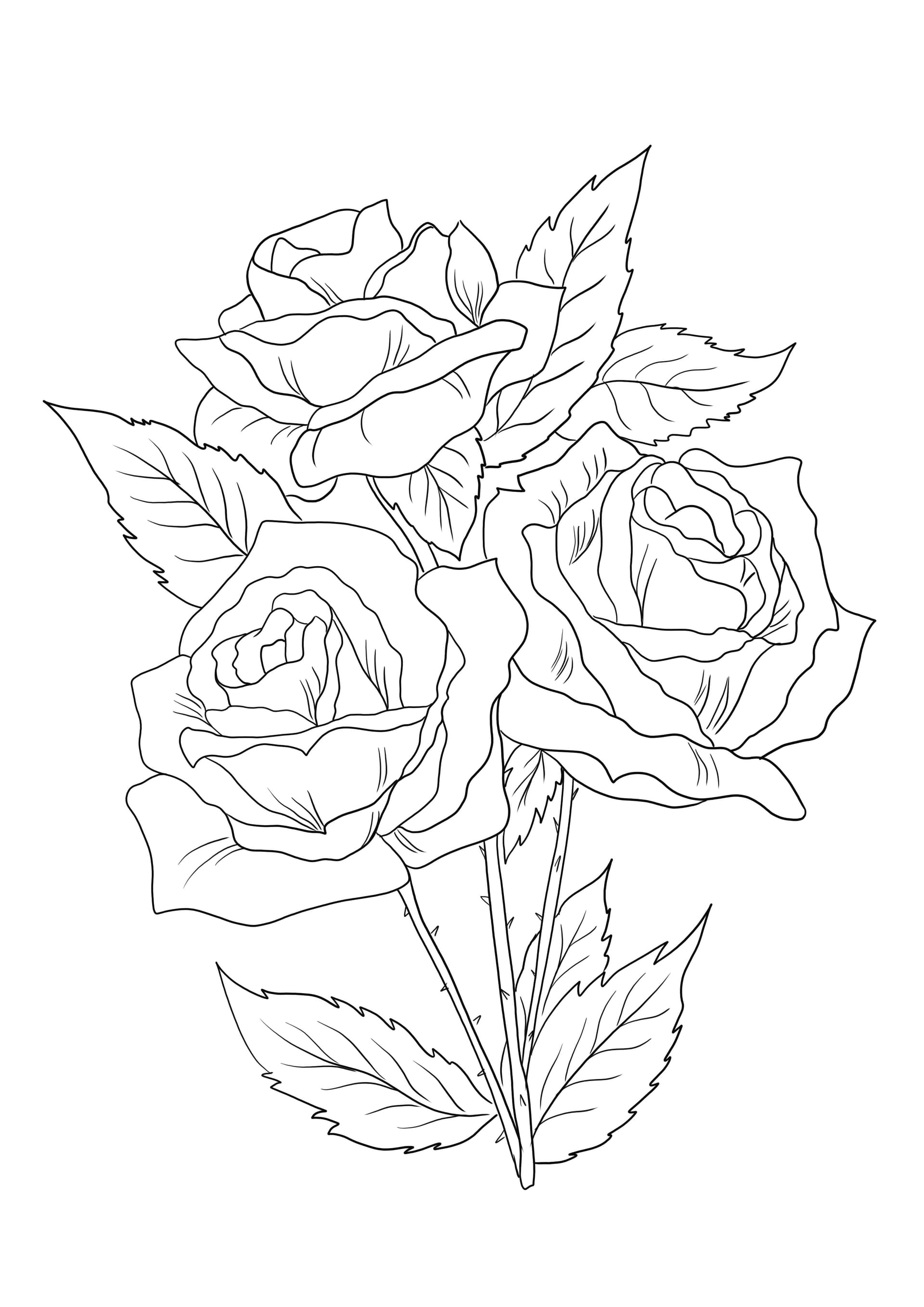 Three roses in bloom