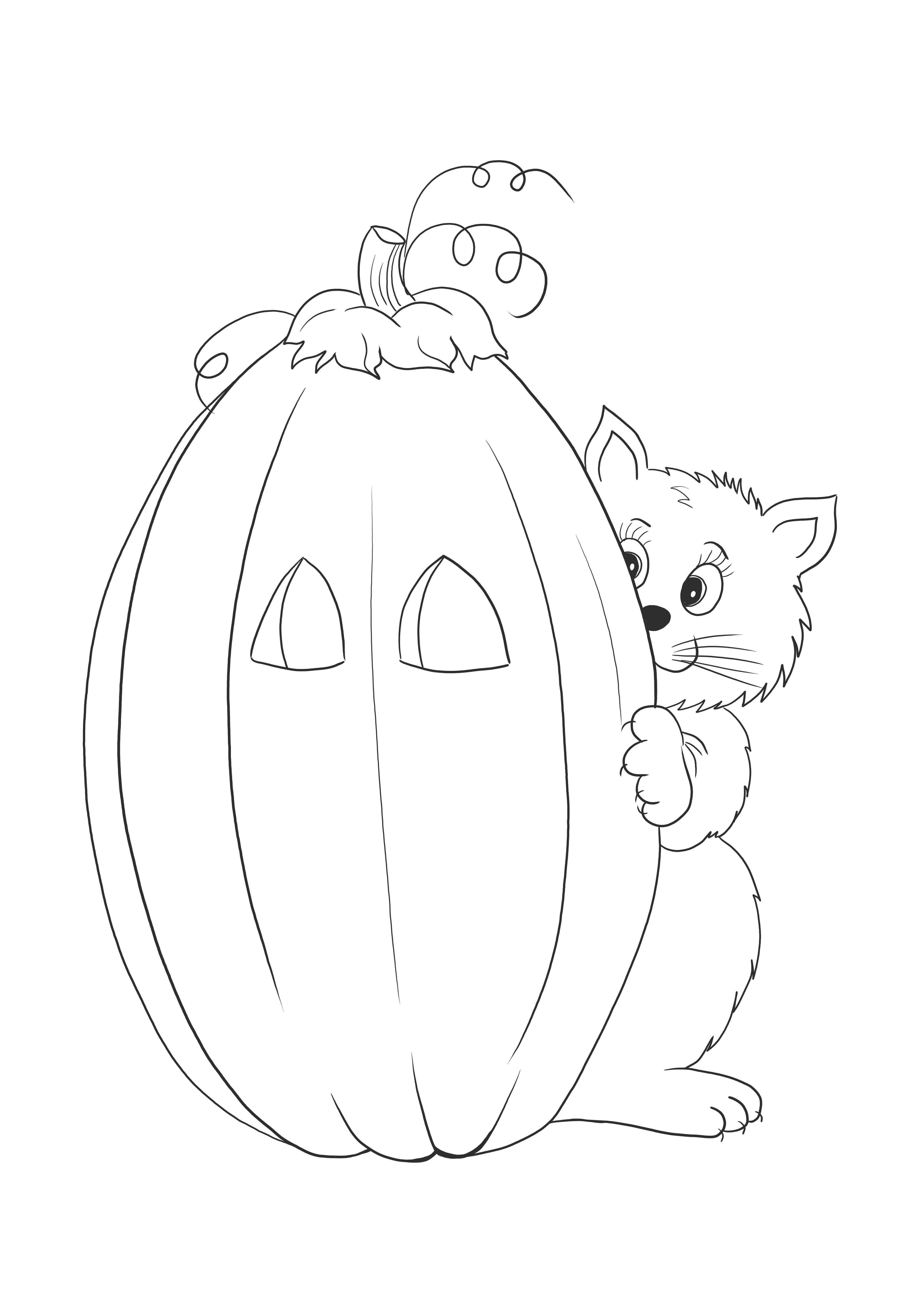 Halloween pumpkin and cat