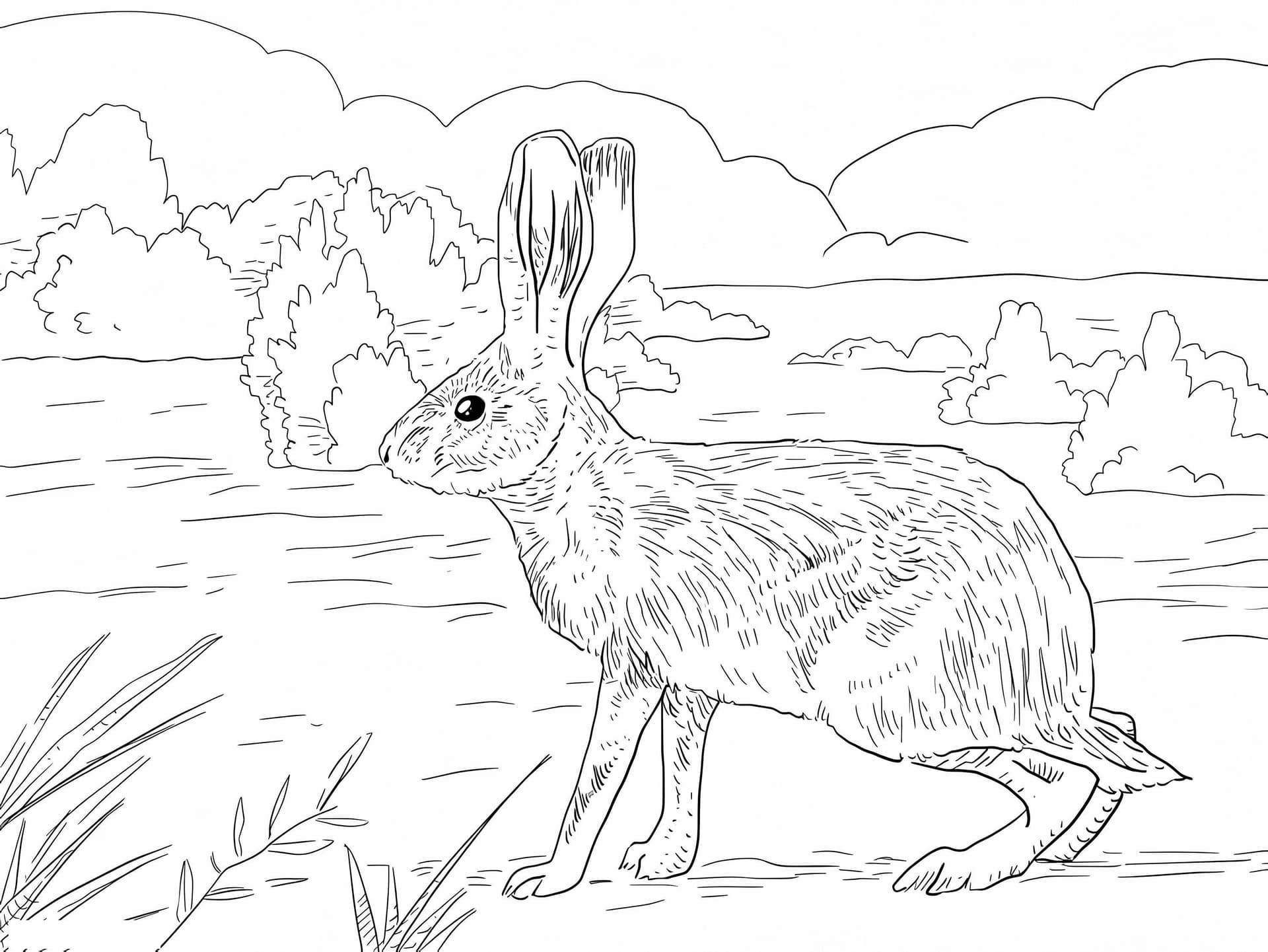 California Jack Rabbit