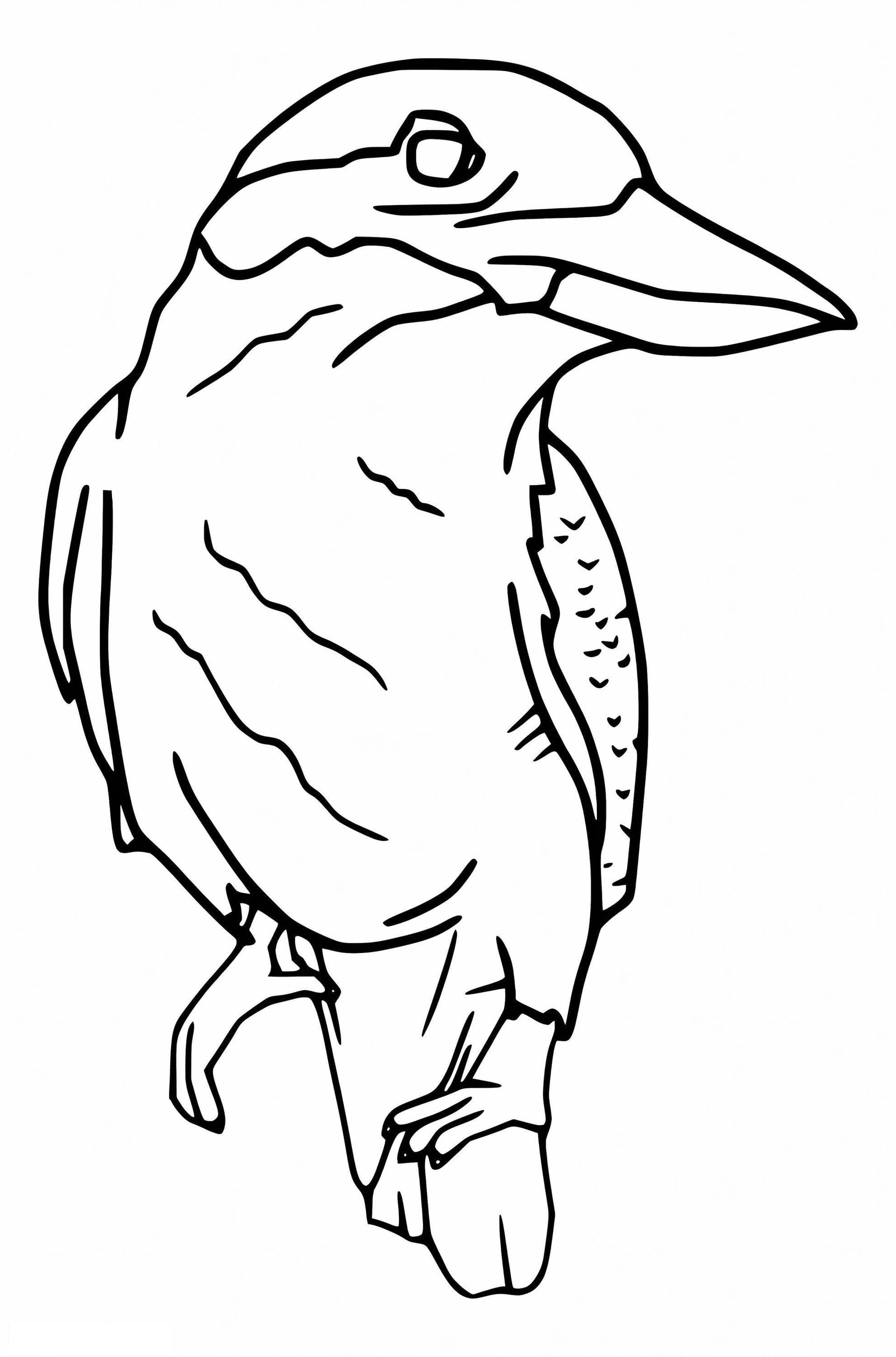 Free Kookaburra