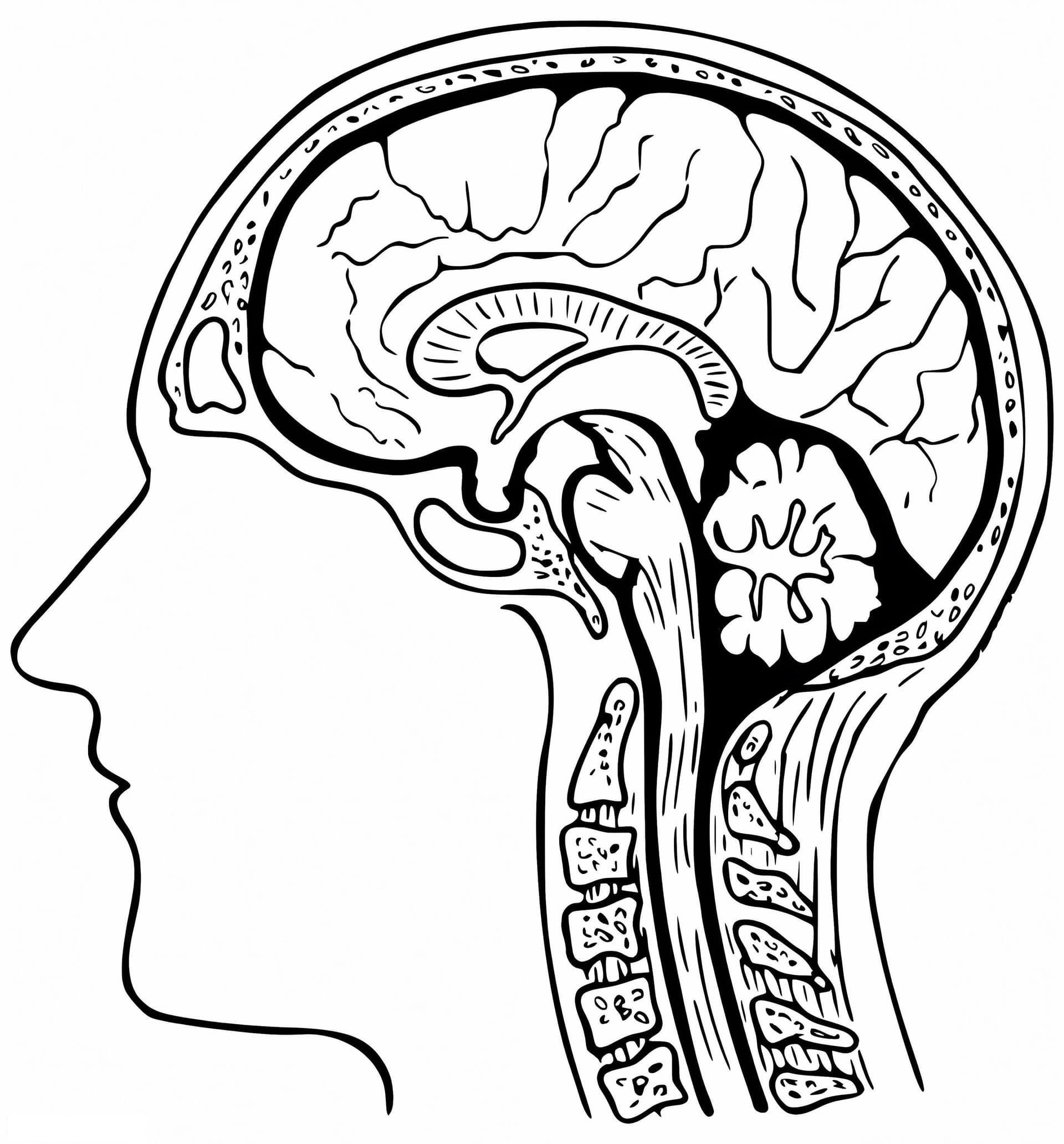 Free Printable Human Brain