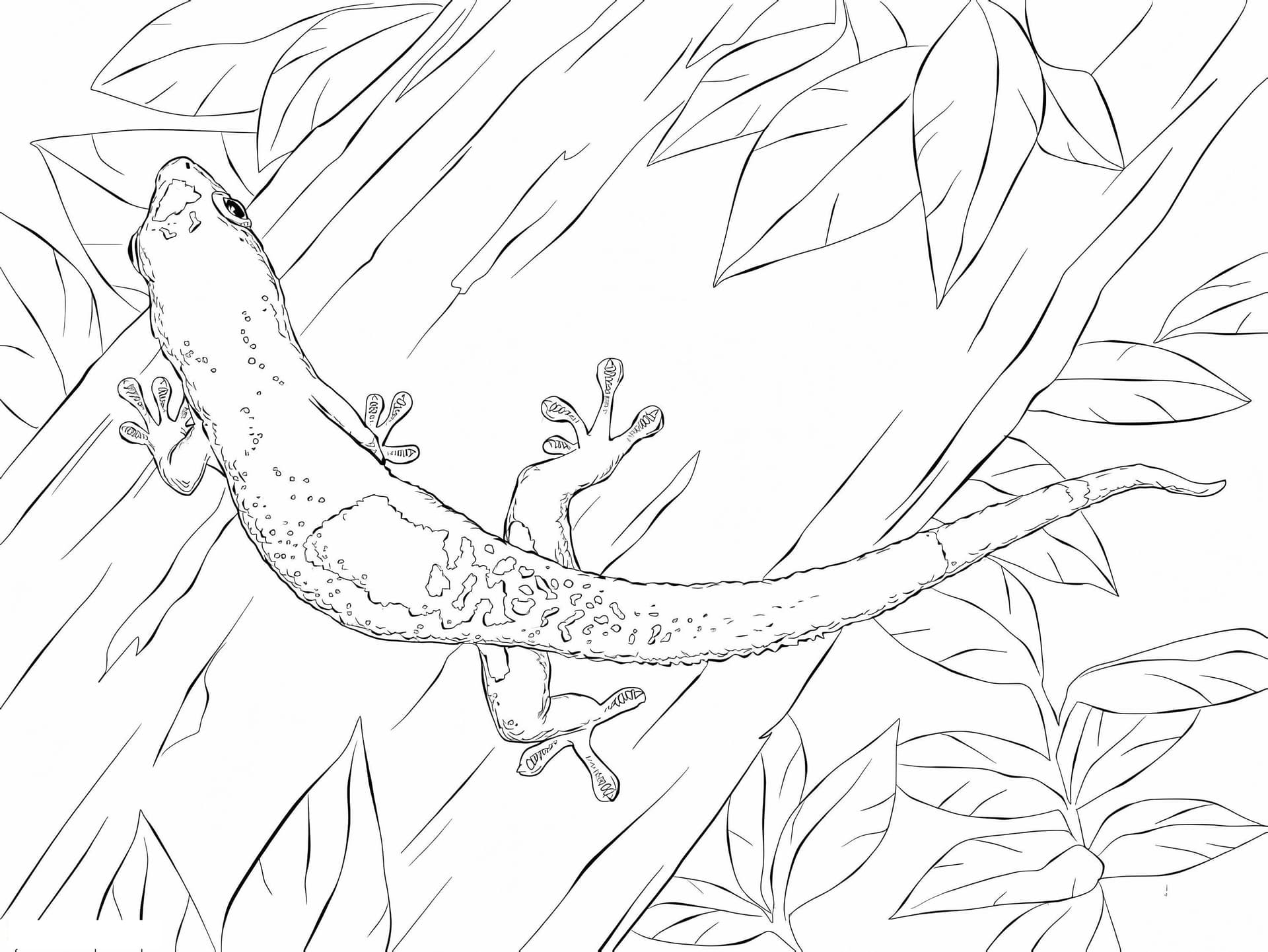Madagascar Giant Gecko