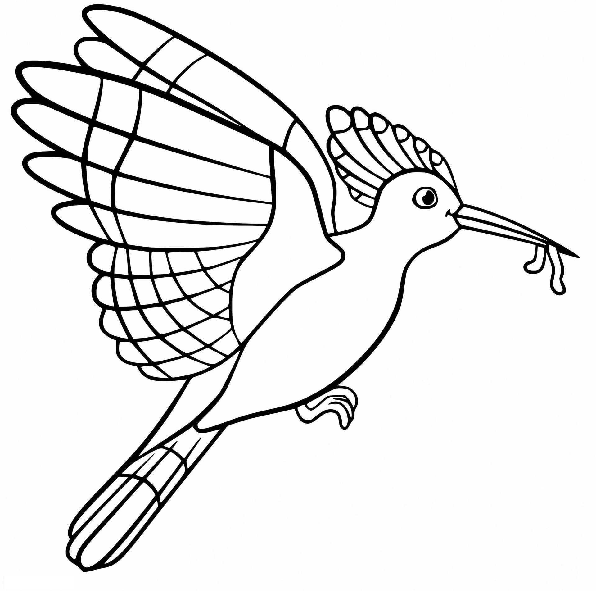Hoopoe And Worm