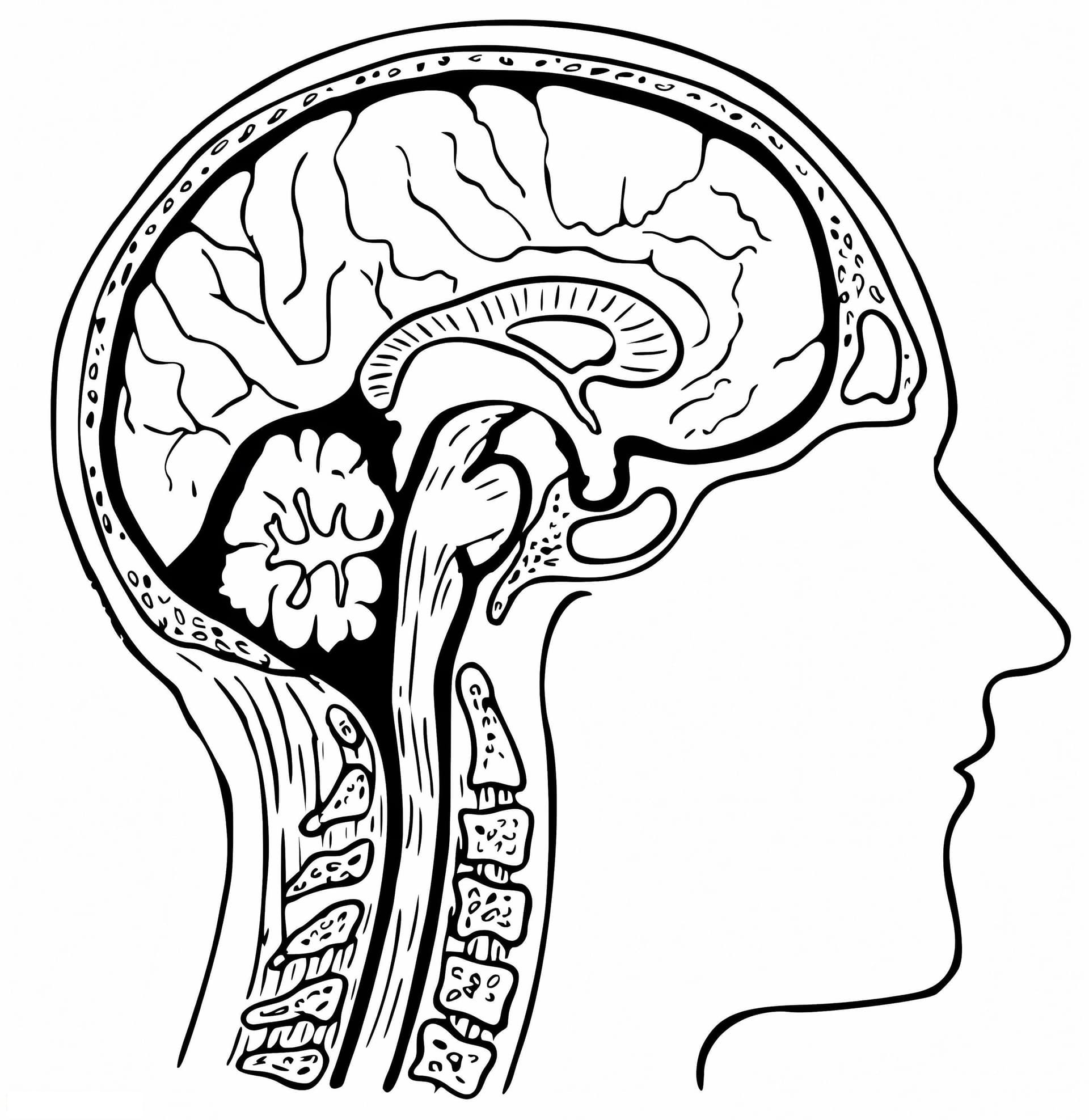 Human Brain 2