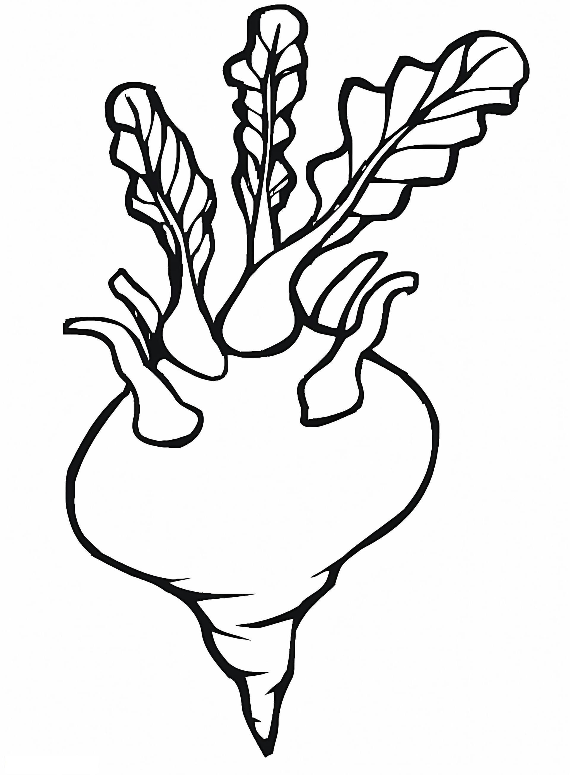 Turnip For Kids
