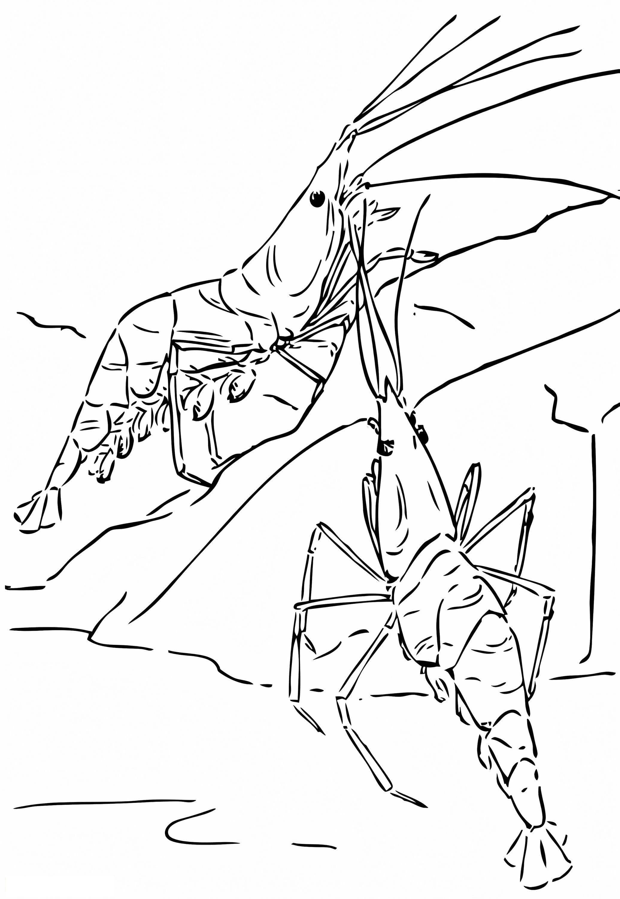 Two Shrimps