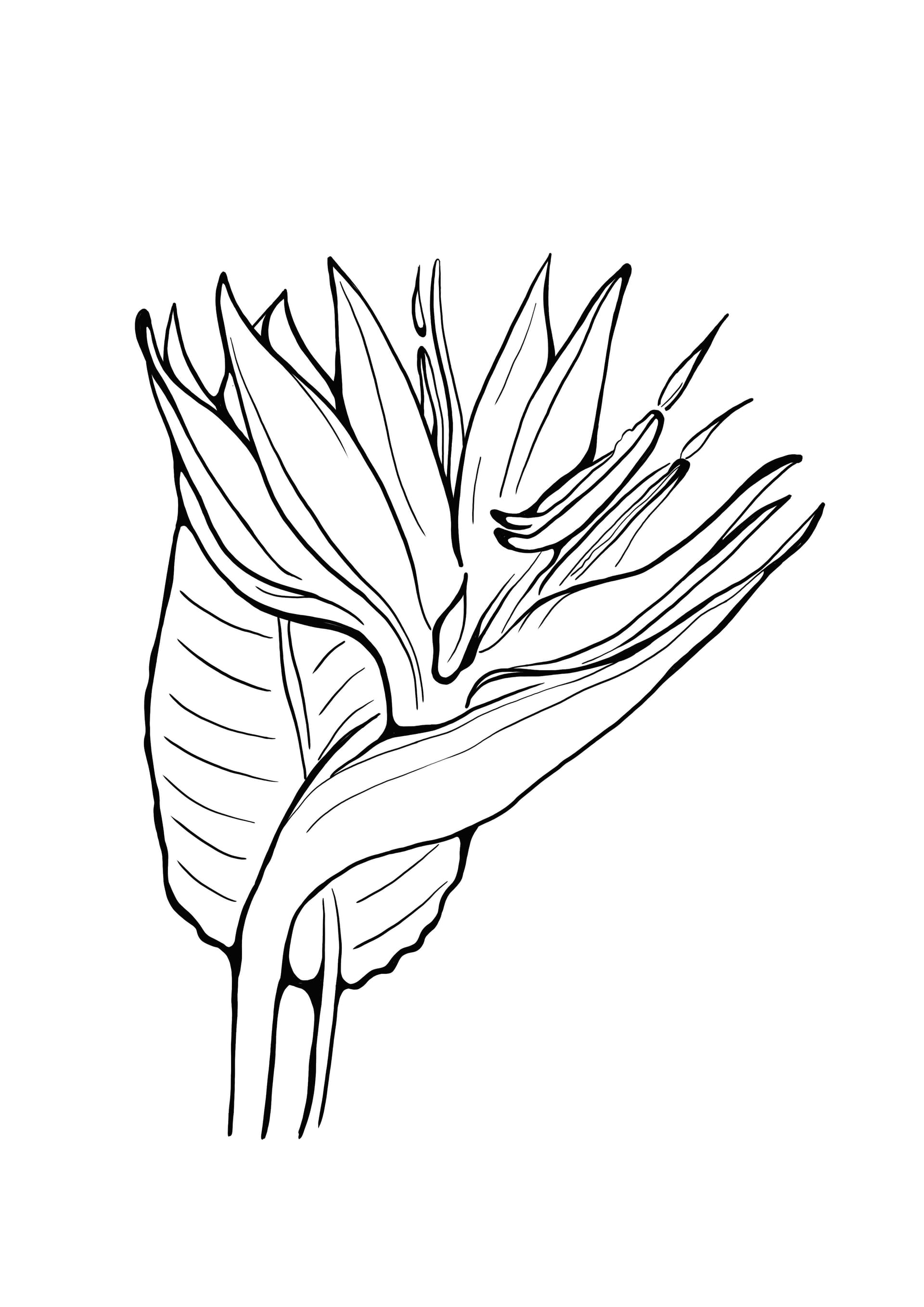 bird of paradise