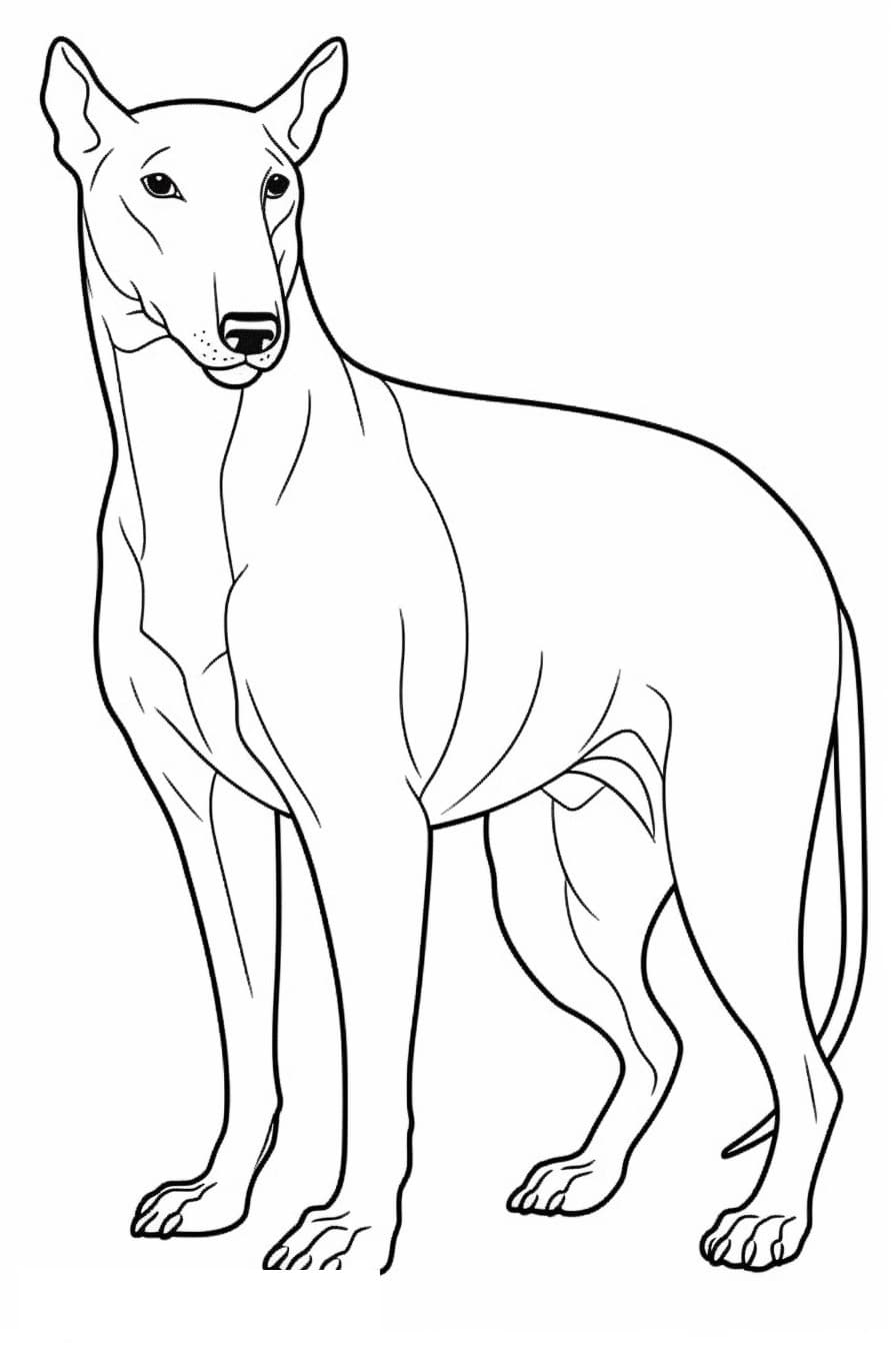 Bombay full body 0