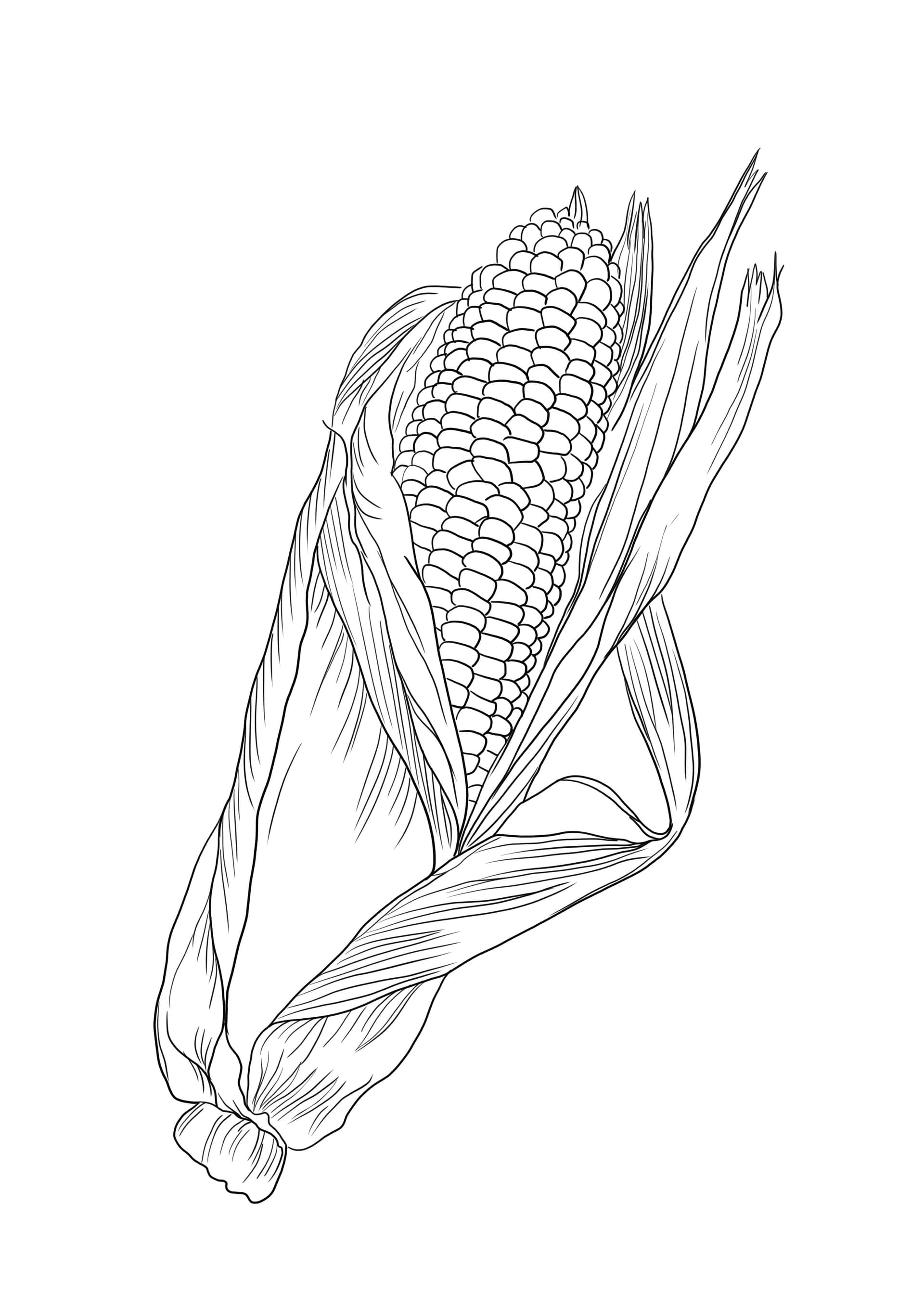 Corn