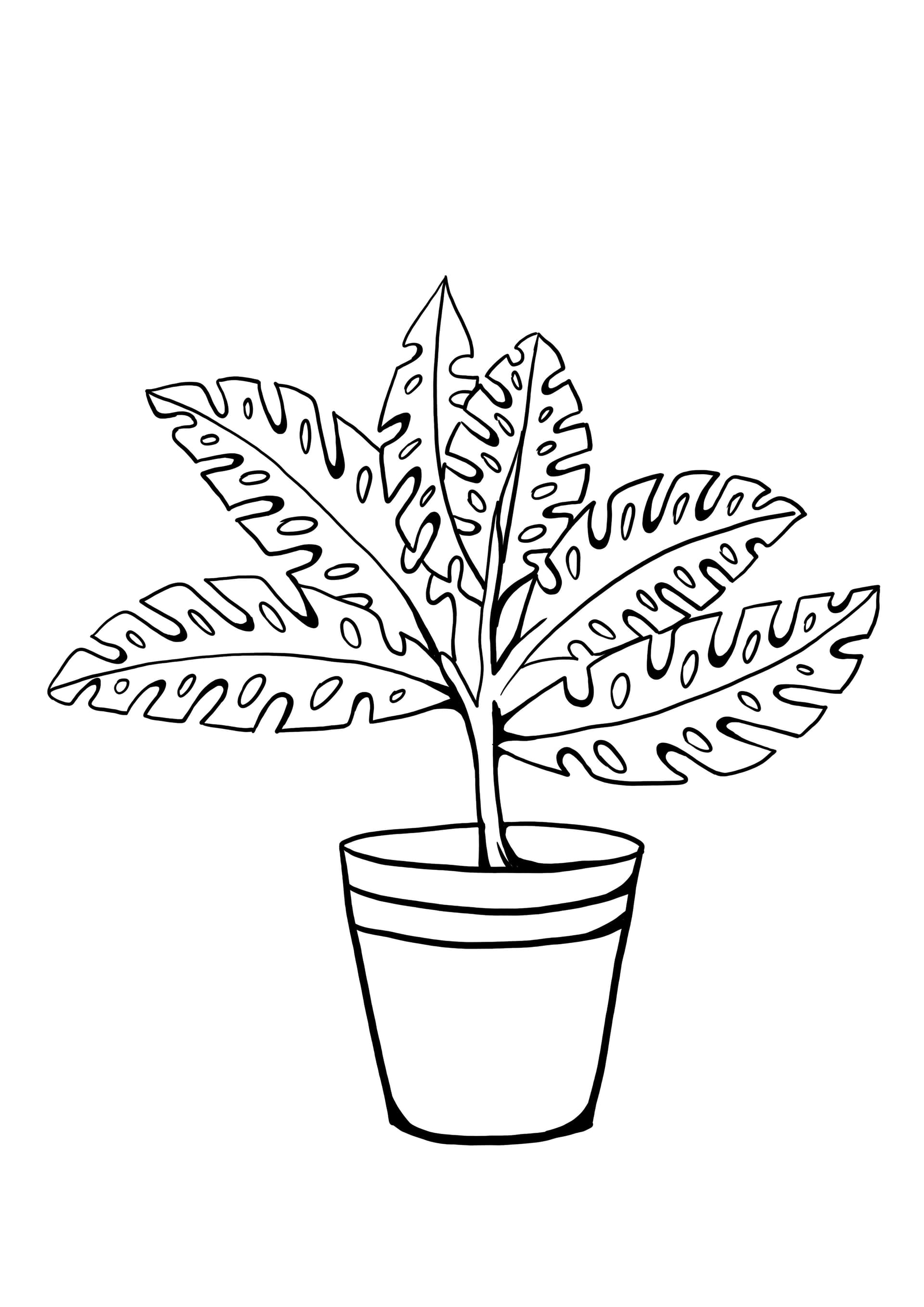 fern