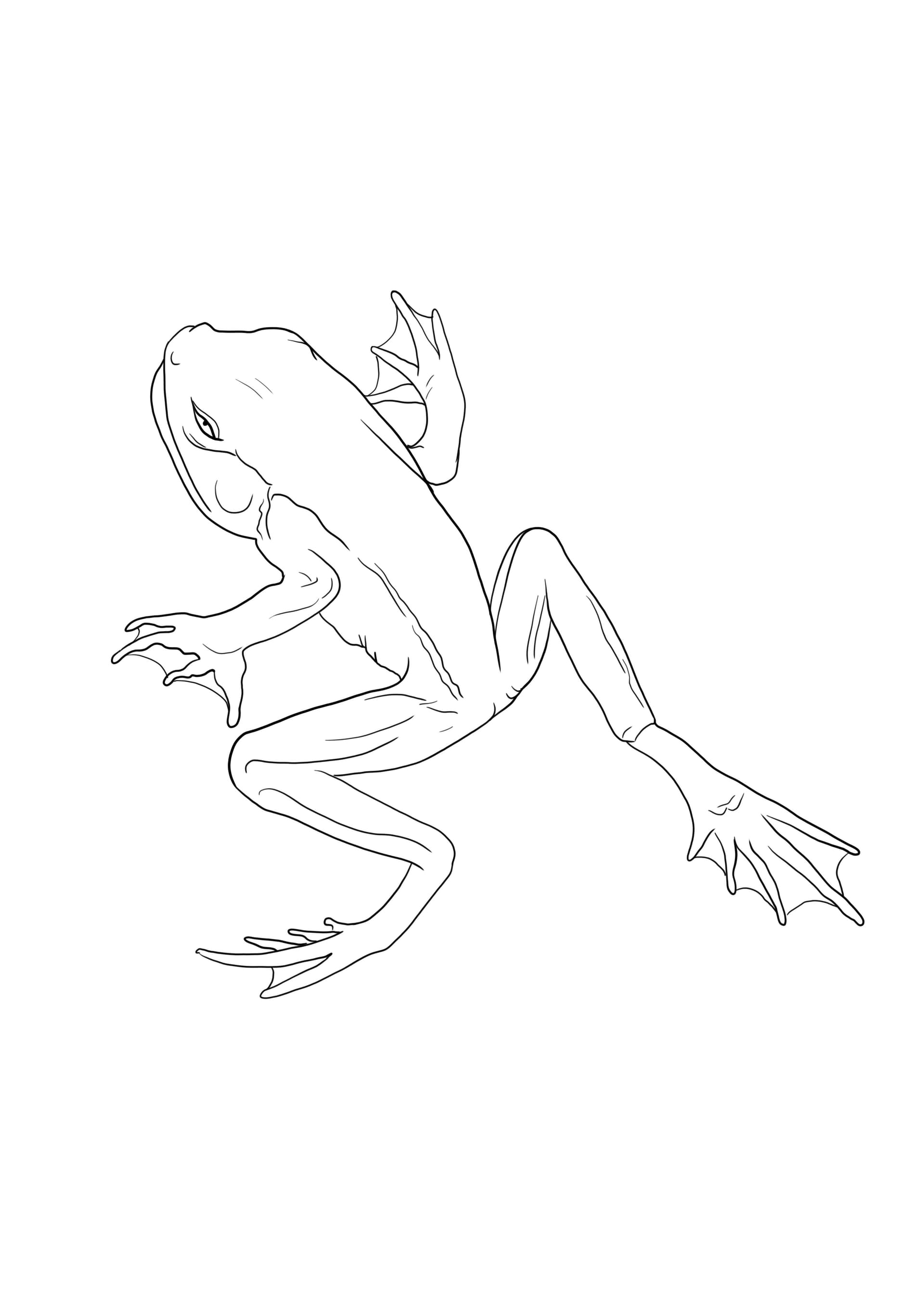 Frog