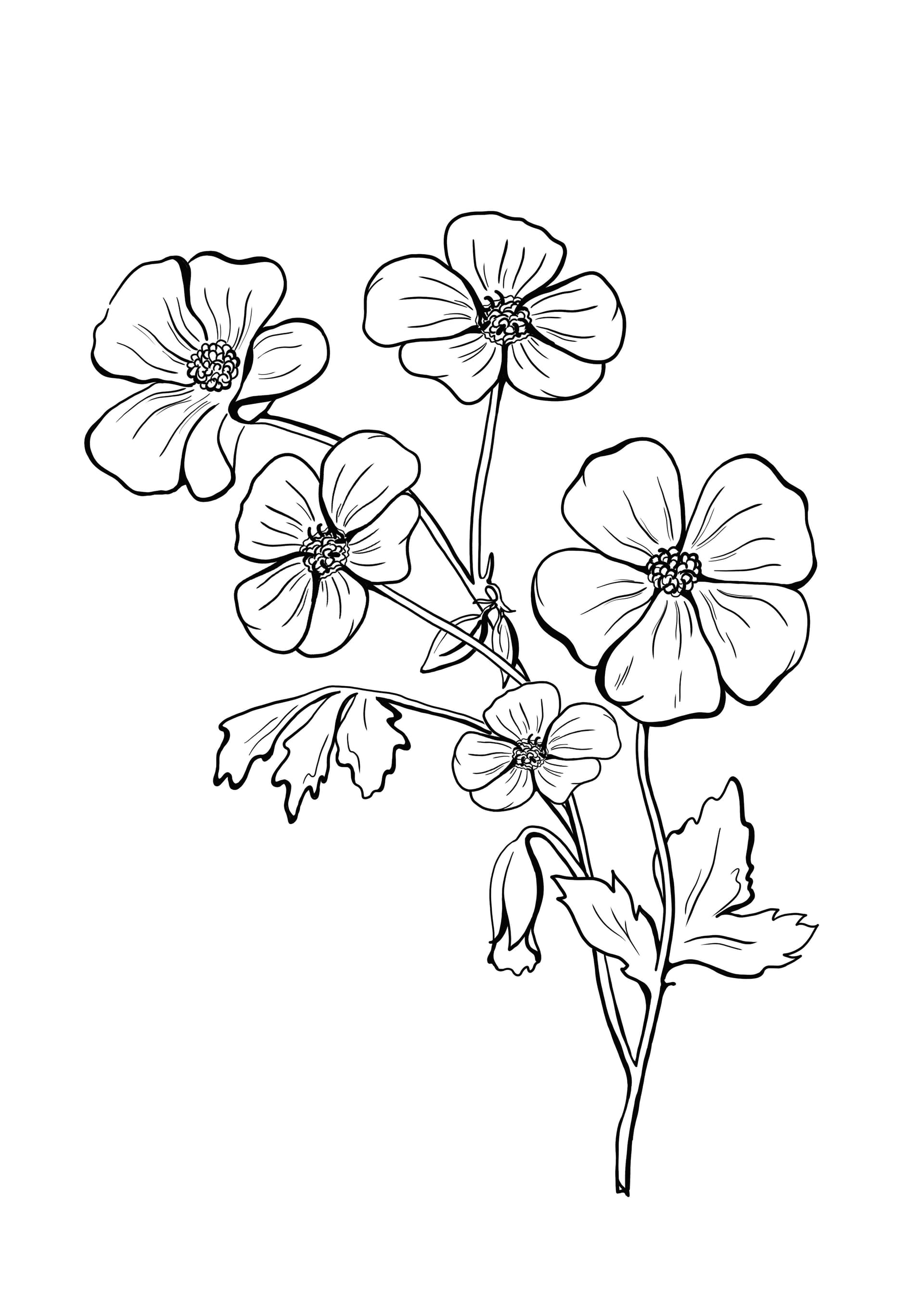 Geranium