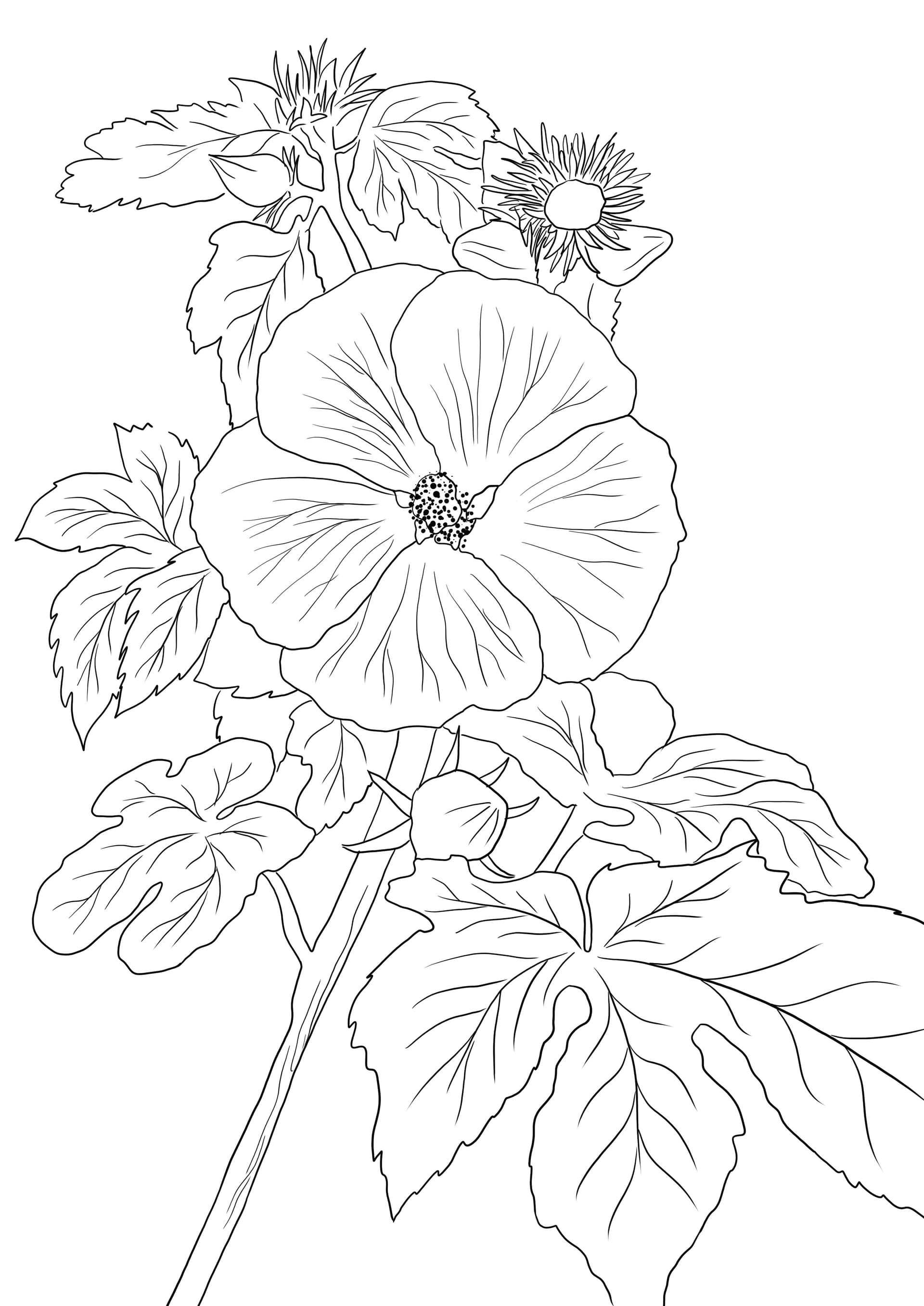 Hawaii State Flower