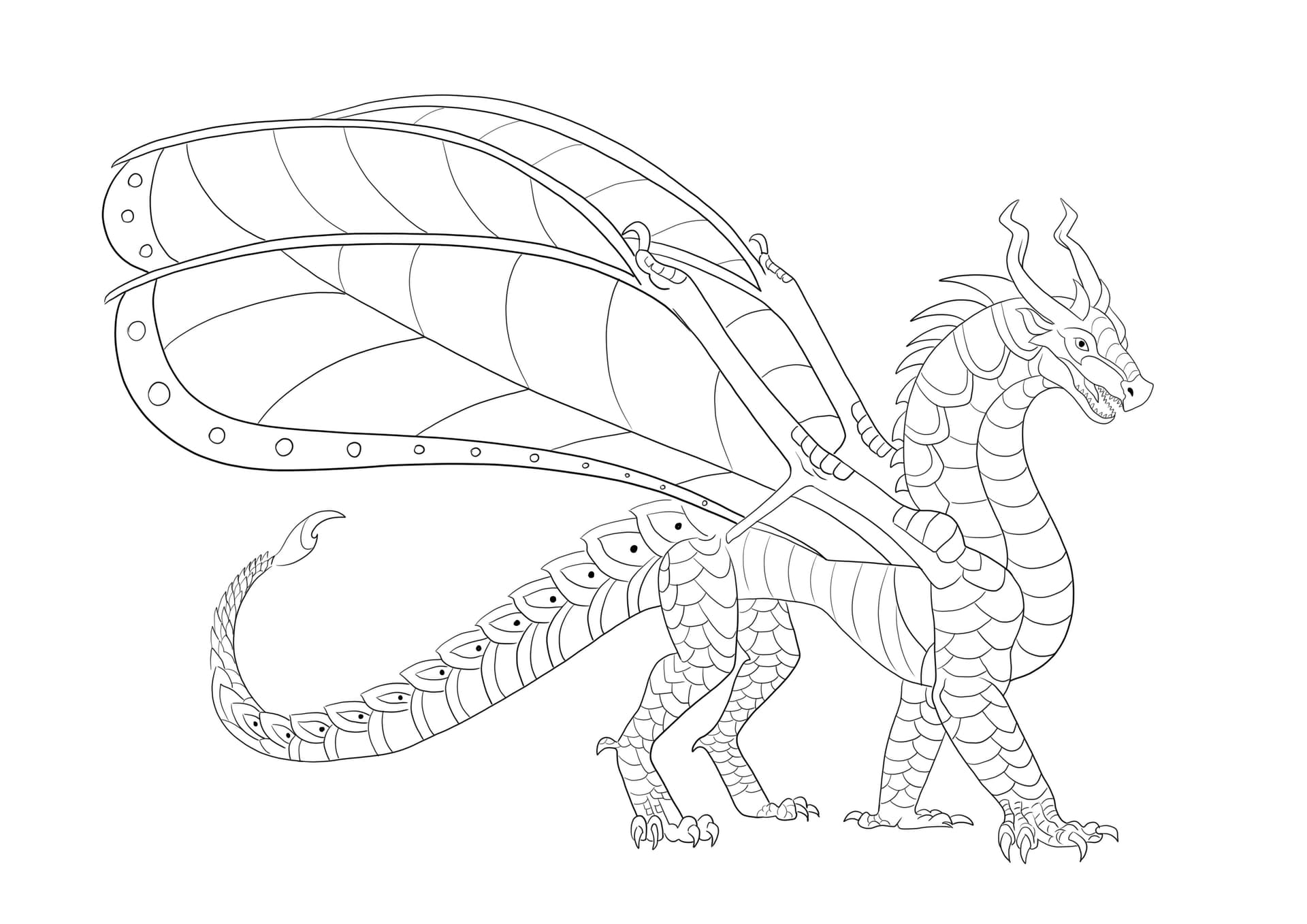 Hawkwing dragon