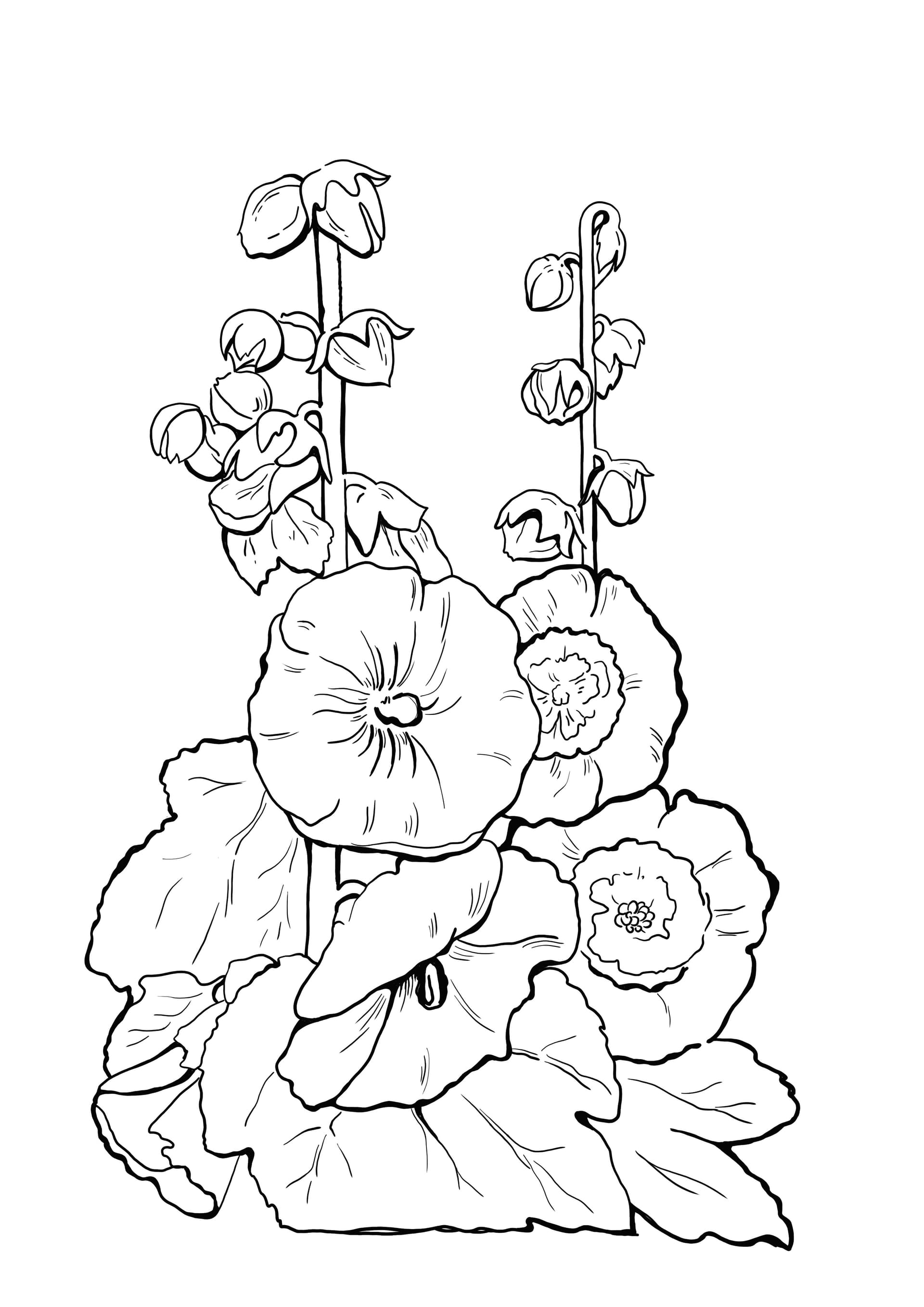 Hollyhocks