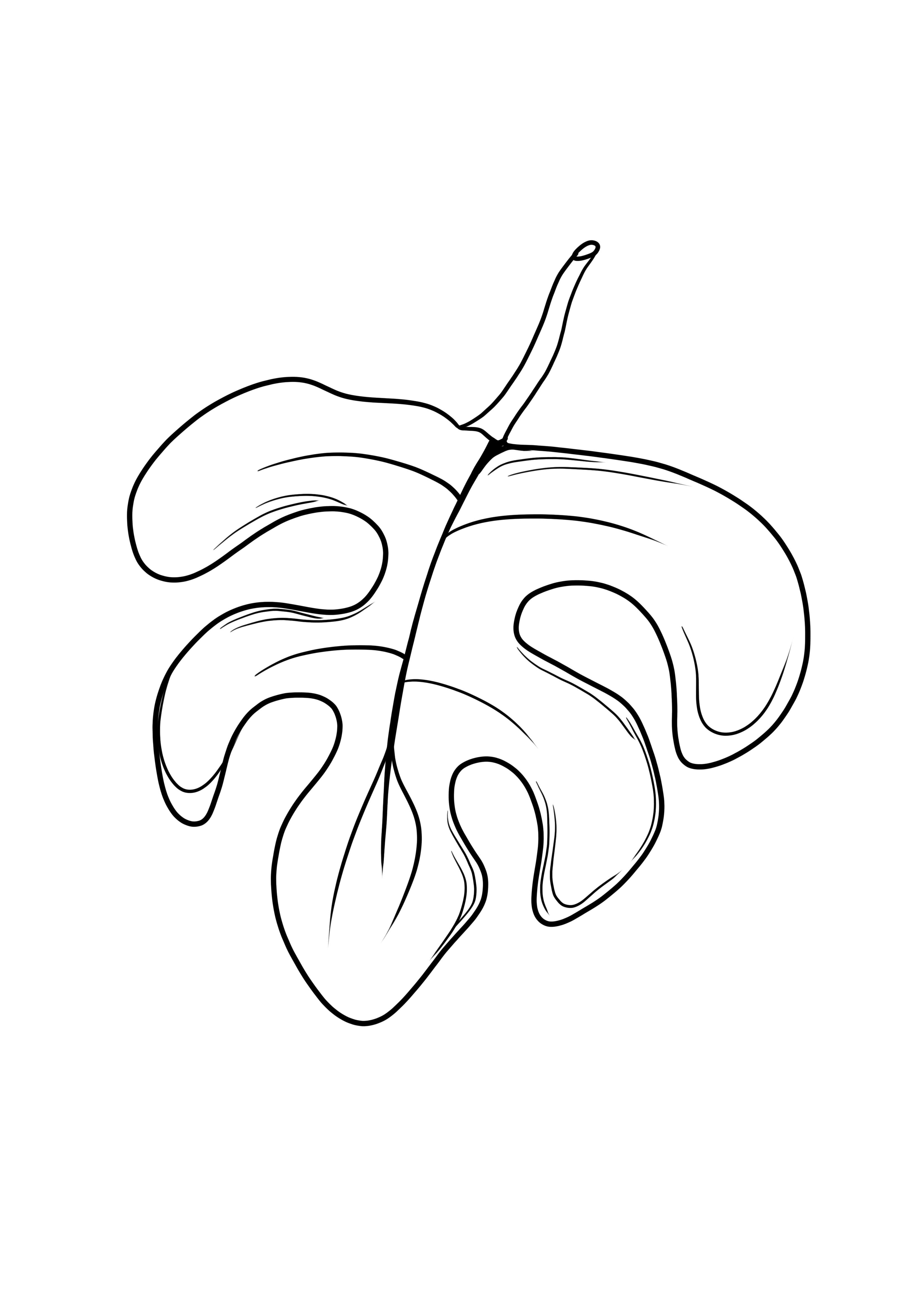 Watermelon leaf